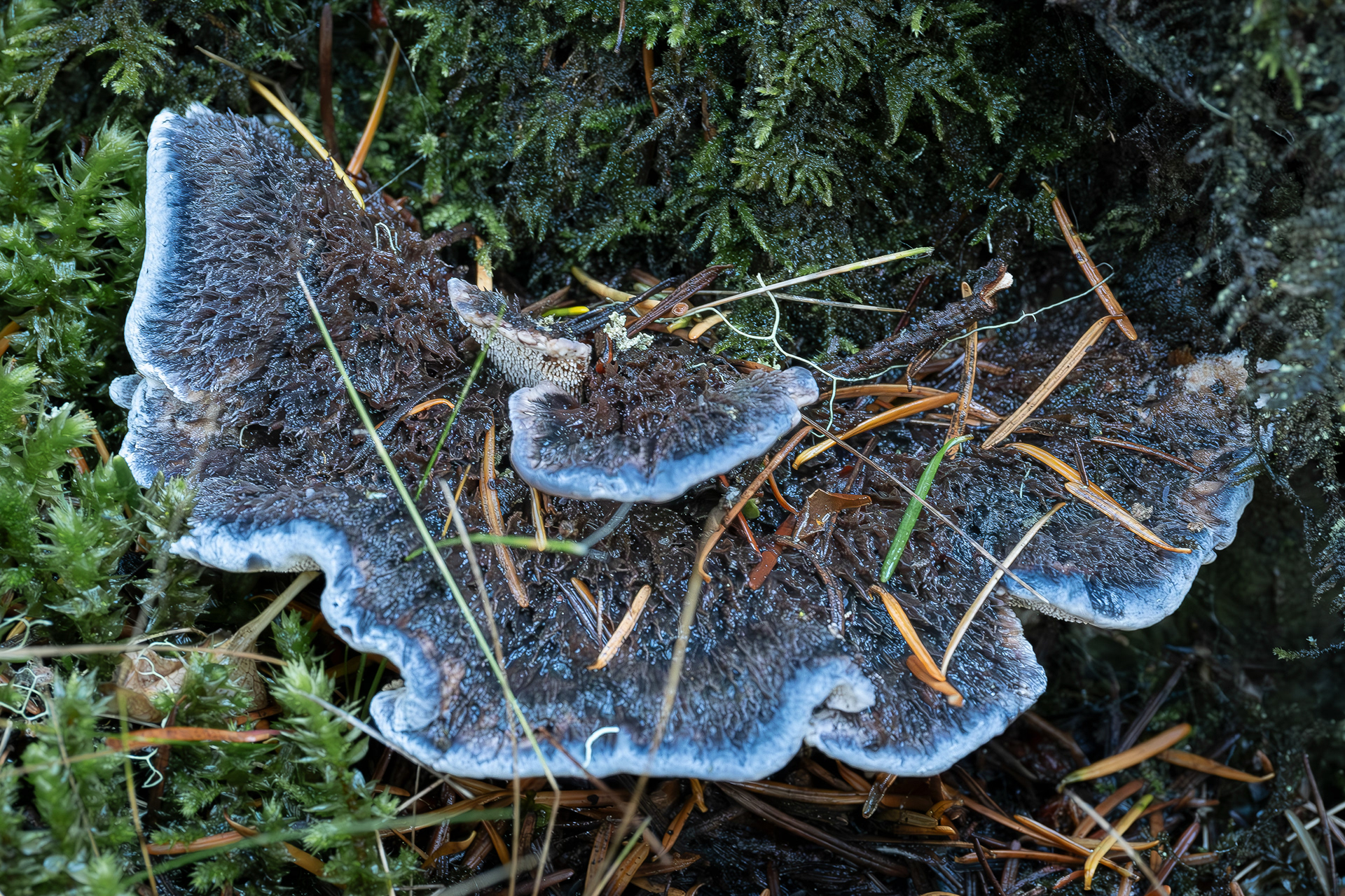 Blue tooth (Hydnellum caeruleum), Point Colville