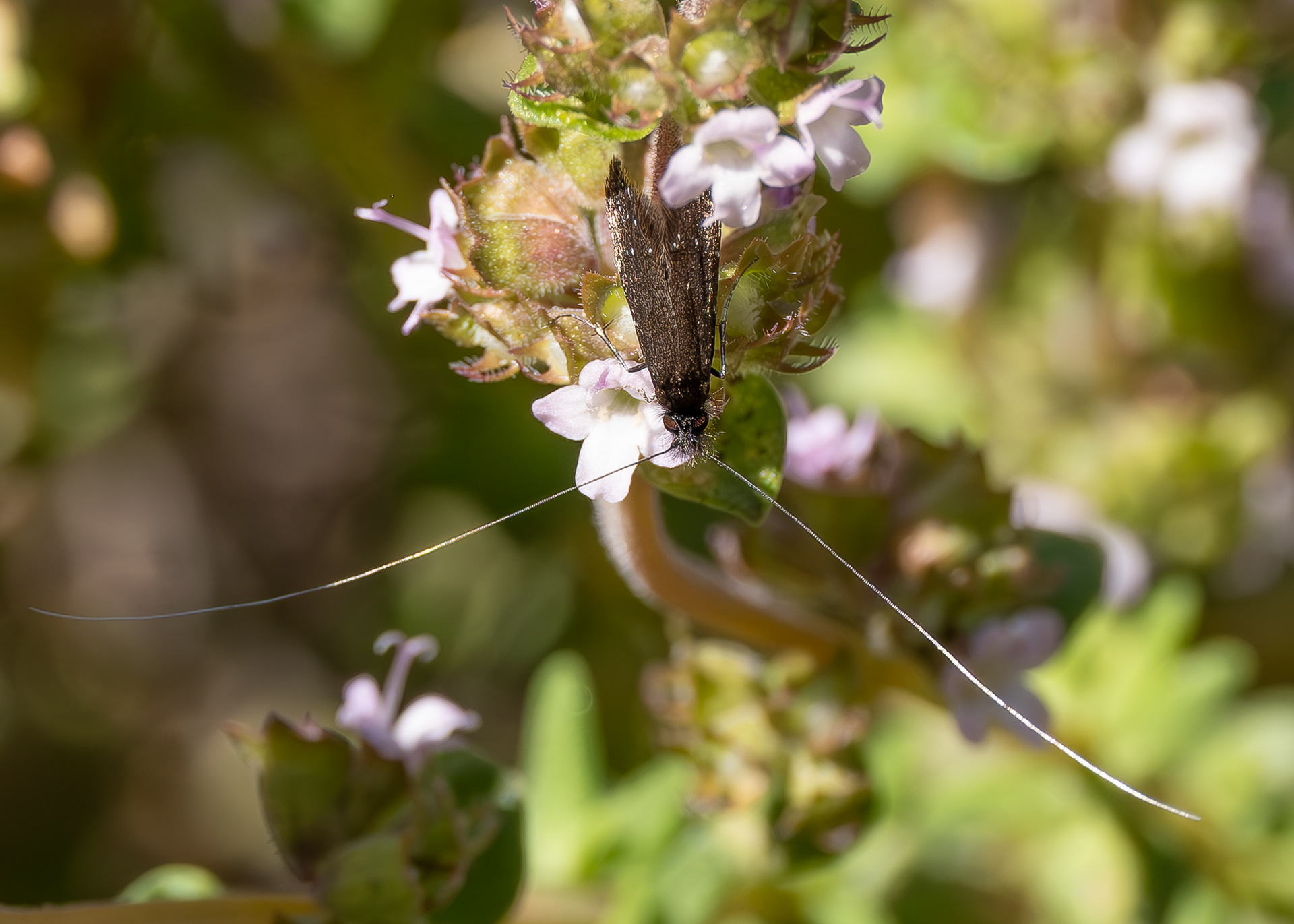 Ocean Spray Fairy Moth (Adela septentrionella), Kjargaard Road