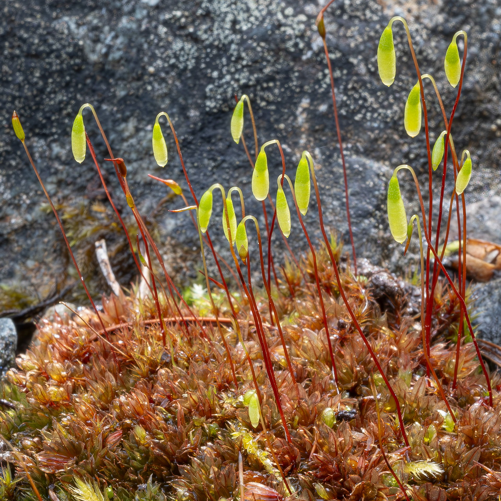 Glossy Red Bryum Moss (Imbribryum miniatum), Kjargaard Road