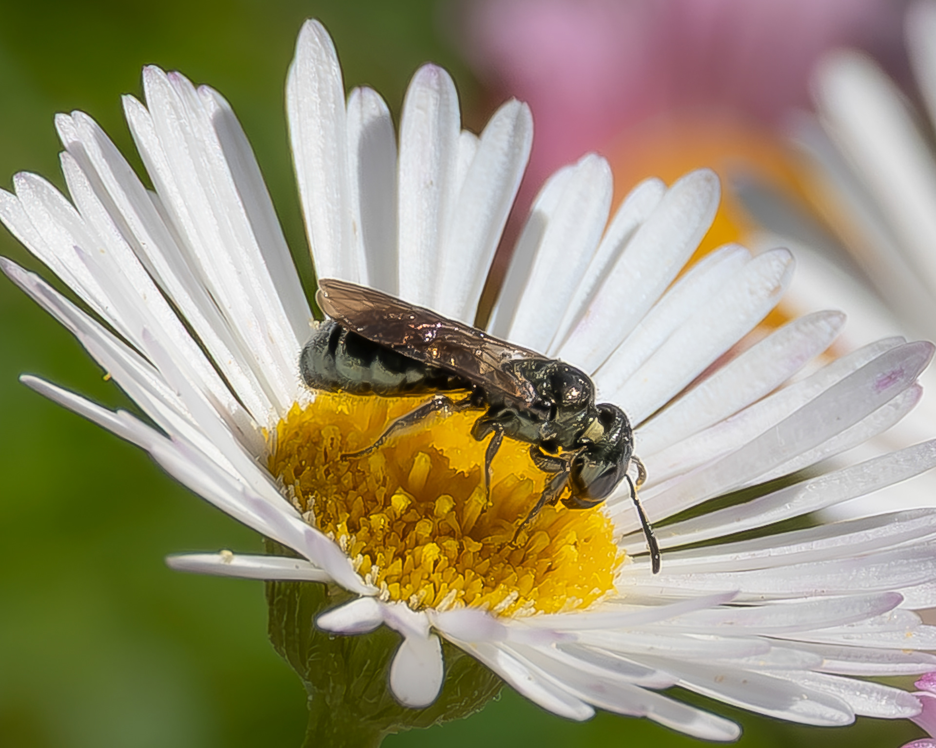 Ceratina acantha, Kjargaard Road
