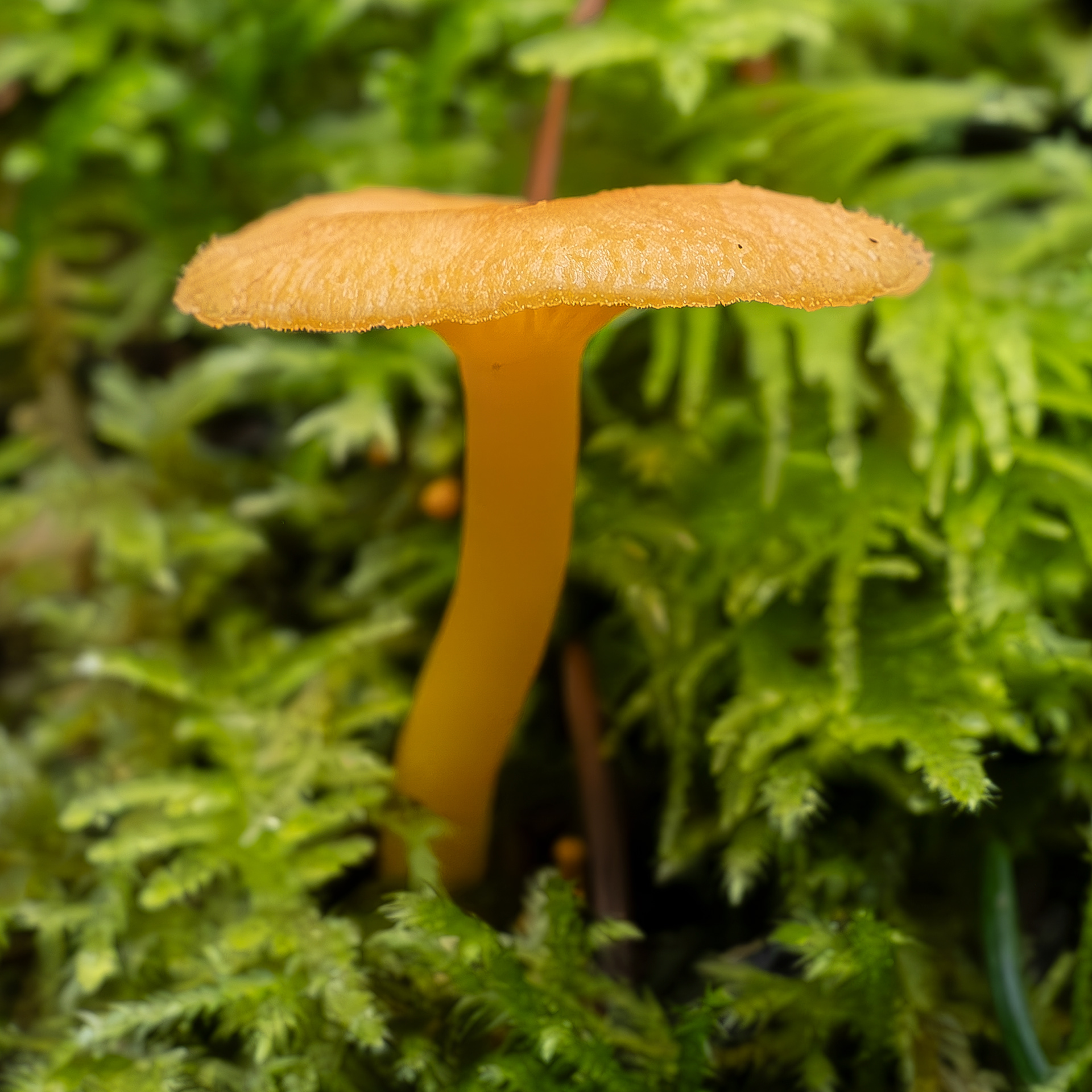 Orange chrysomphalina (Chrysomphalina aurantica), Spencer Spit Preserve