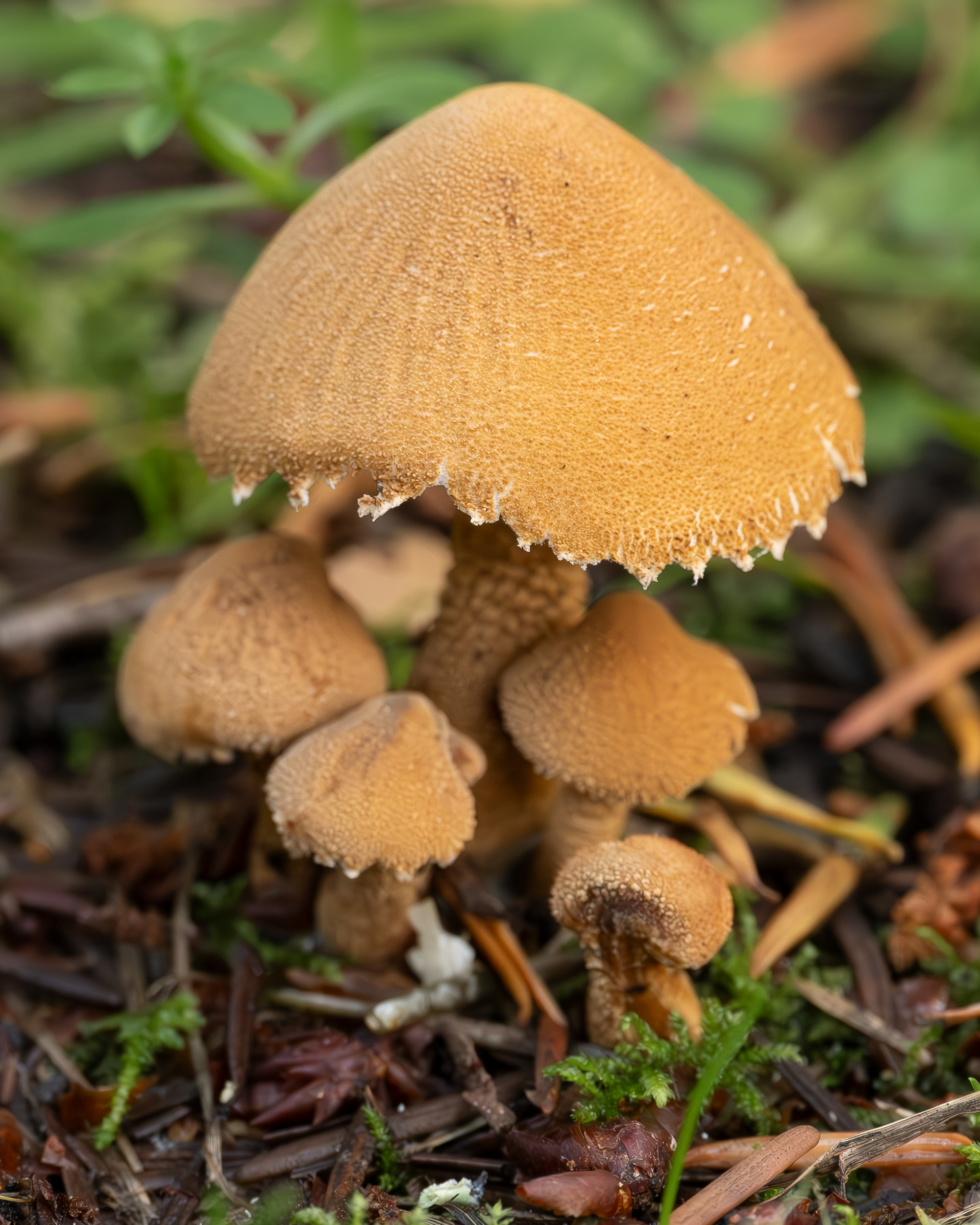 Earthy powdercap (Cystoderma amianthinum), Lopez Hill