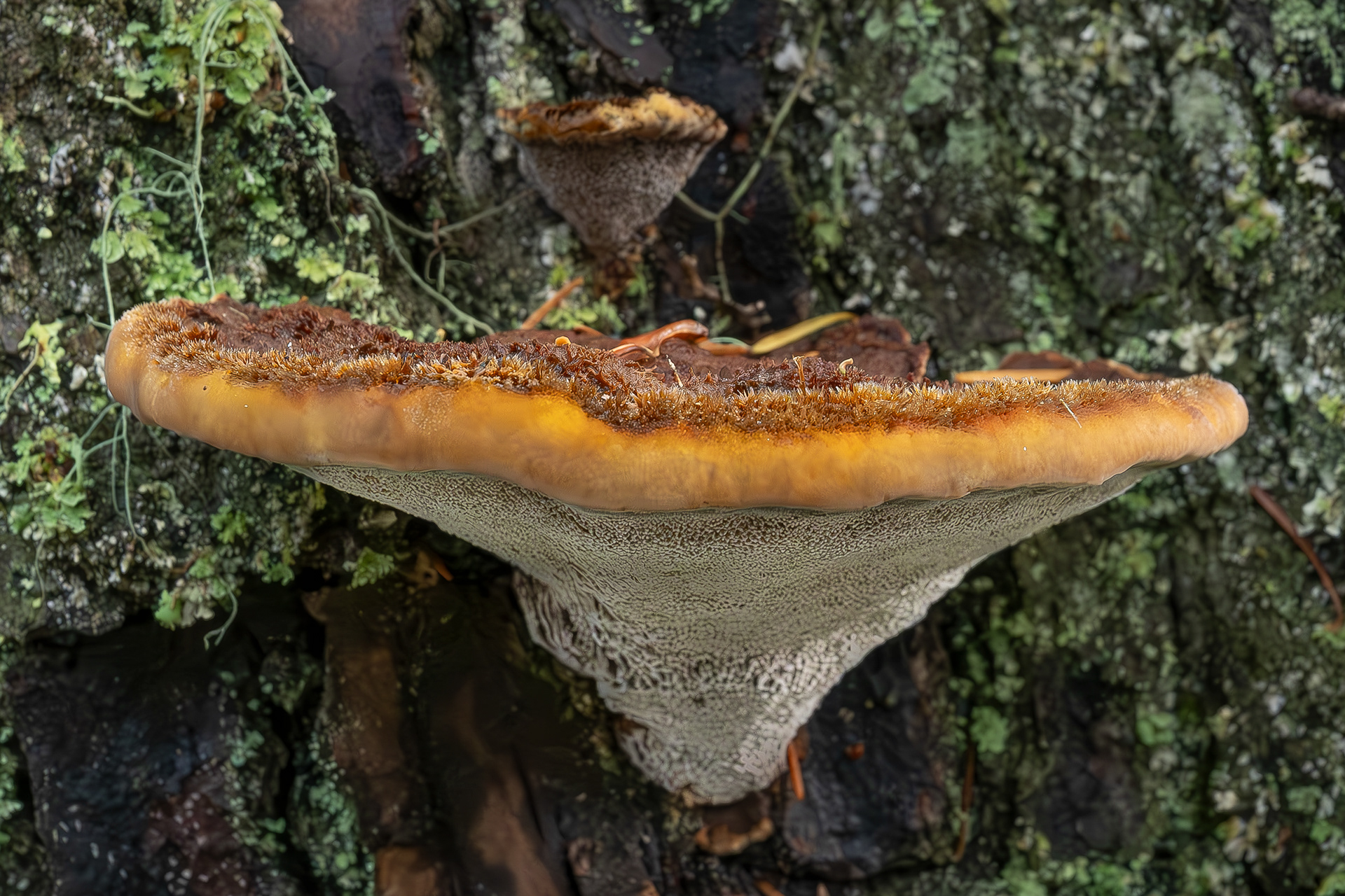 Dyer's polypore (Phaeolus schweinitzii), Lopez Hill