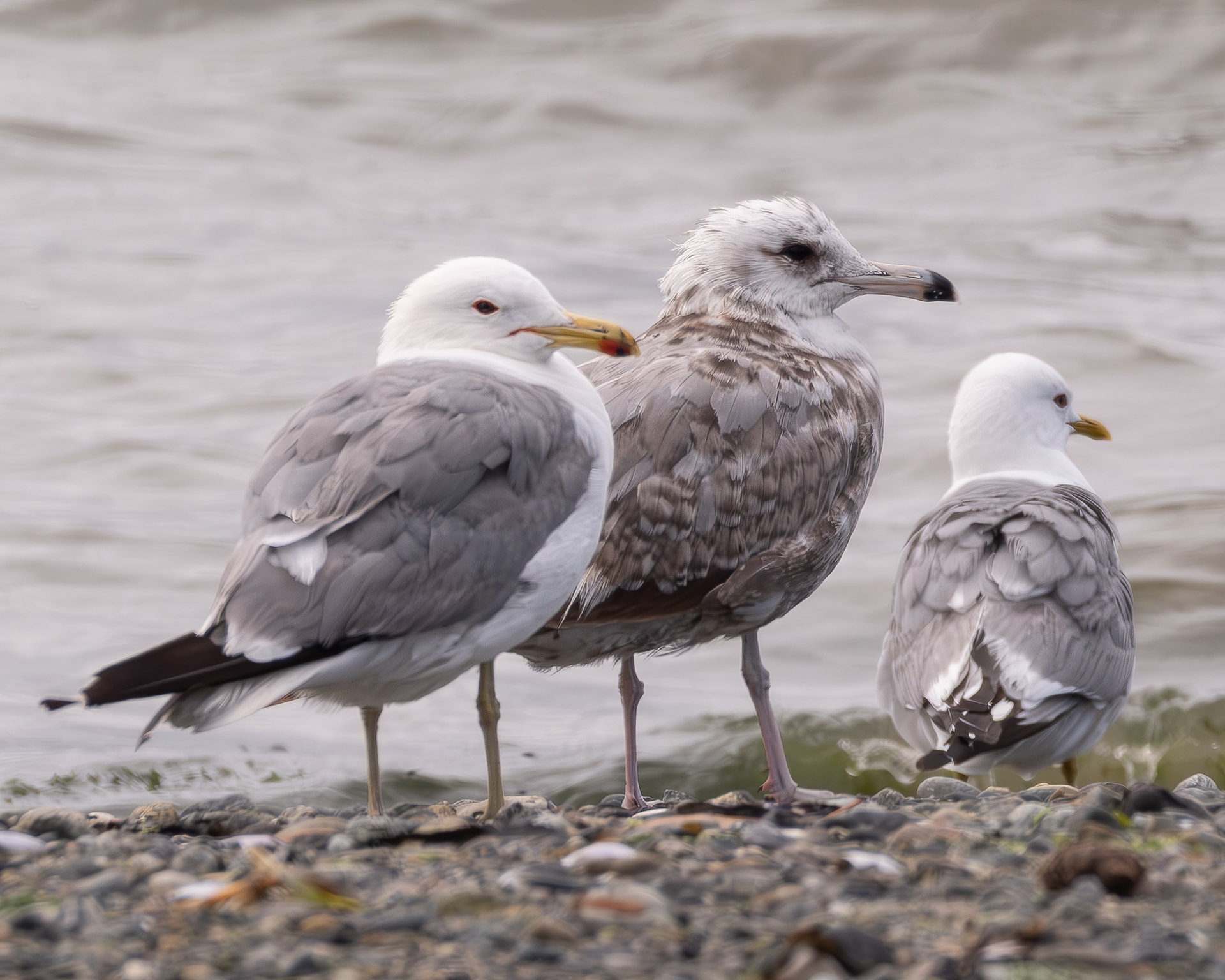California Gulls, Spencer Spit