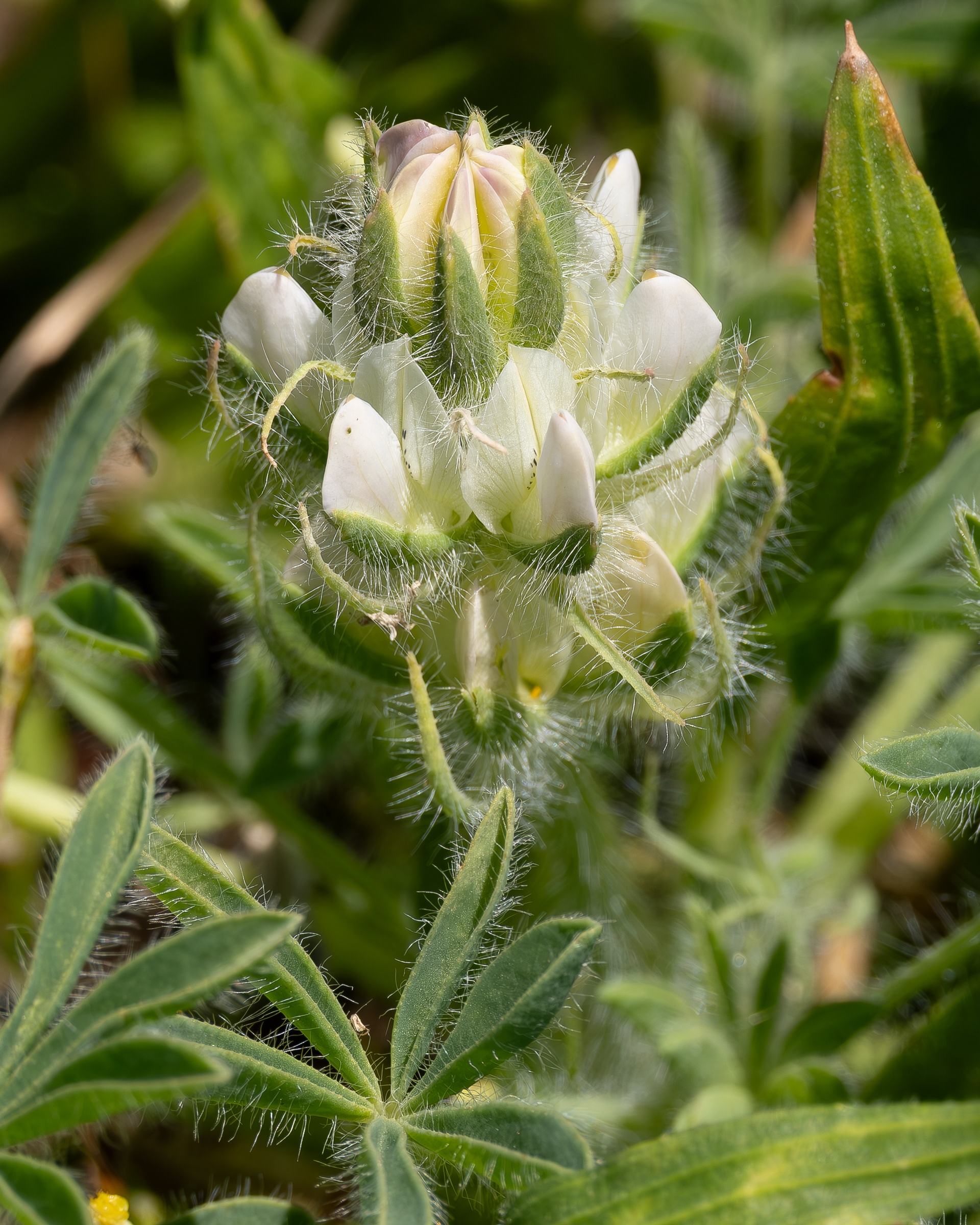 White-whorled Lupine (Lupinus microcarpus), Iceberg Point
