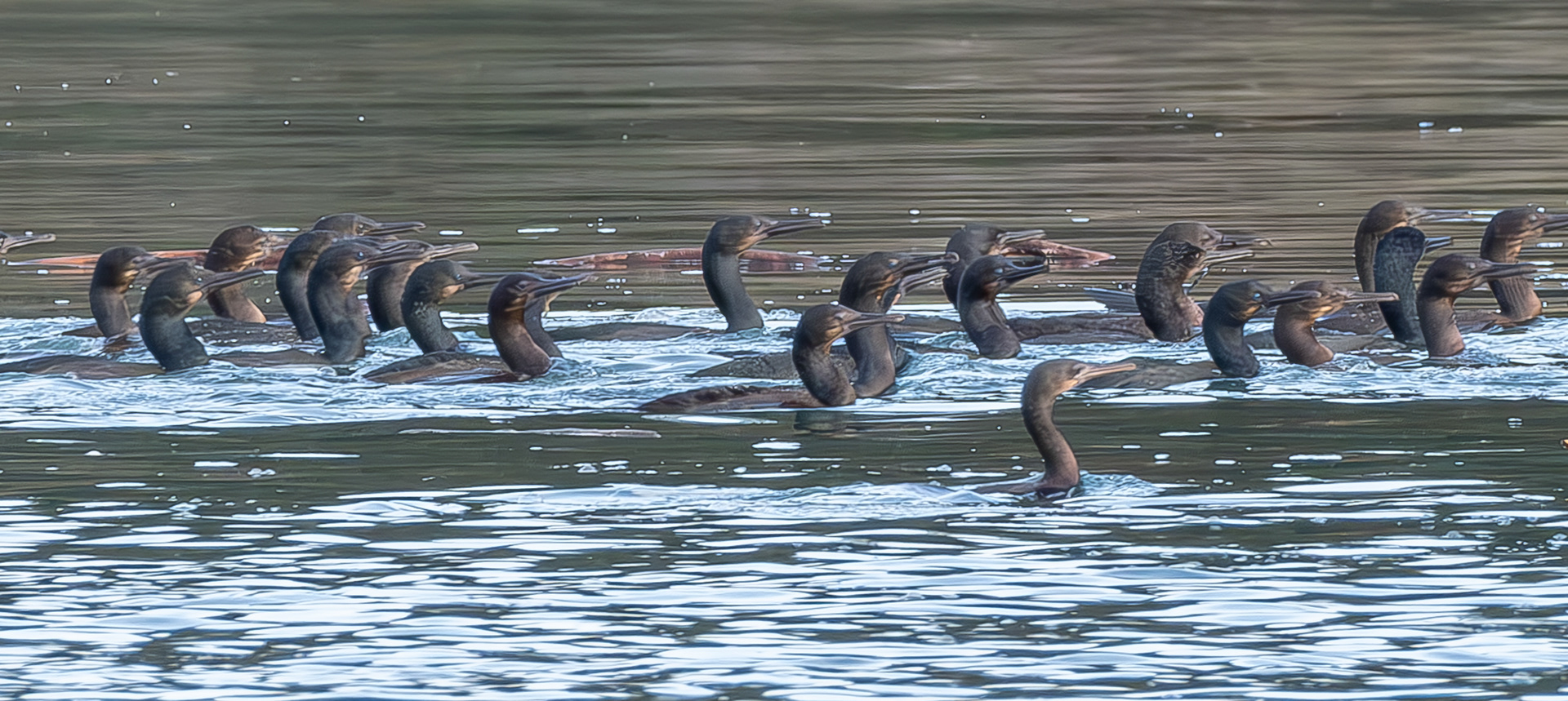 Brandt's Cormorants, Spencer Spit