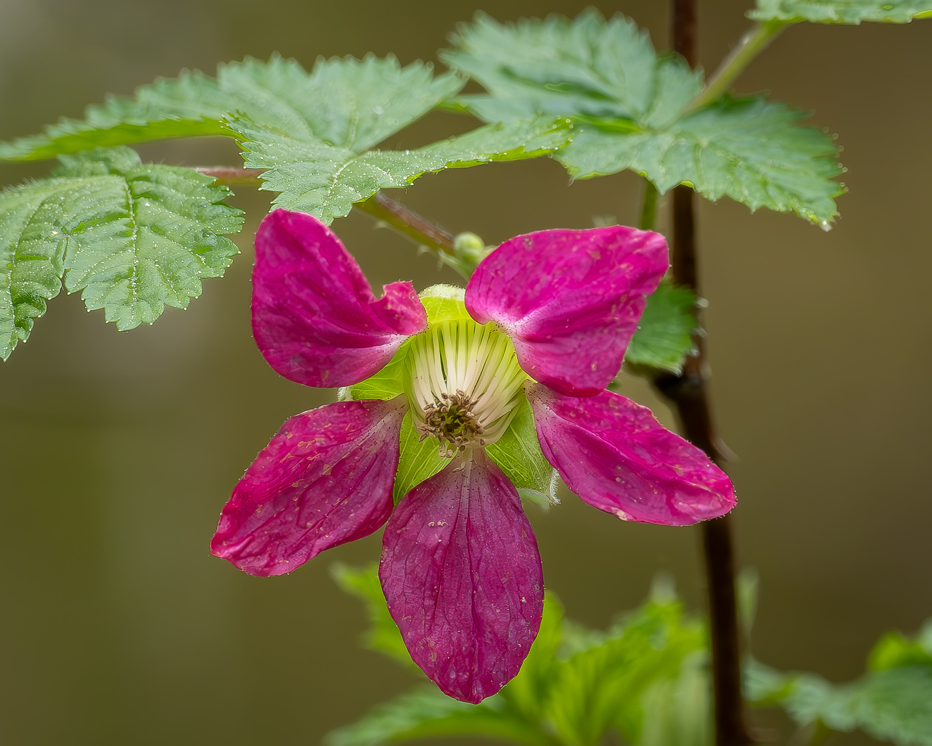 Salmonberry (Rubus spectabilis), Shark Reef
