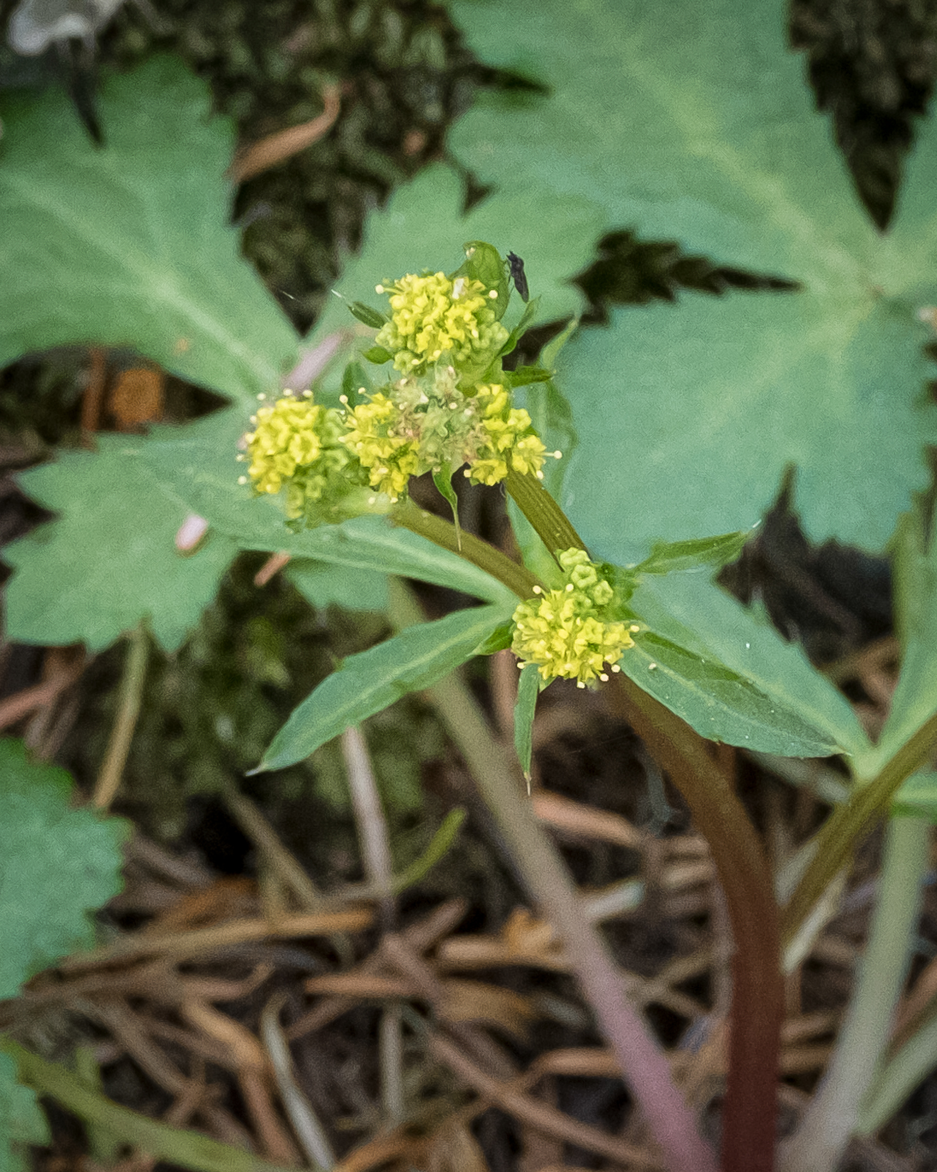Pacific sanicle (Sanicula crassicaulis), Watmough