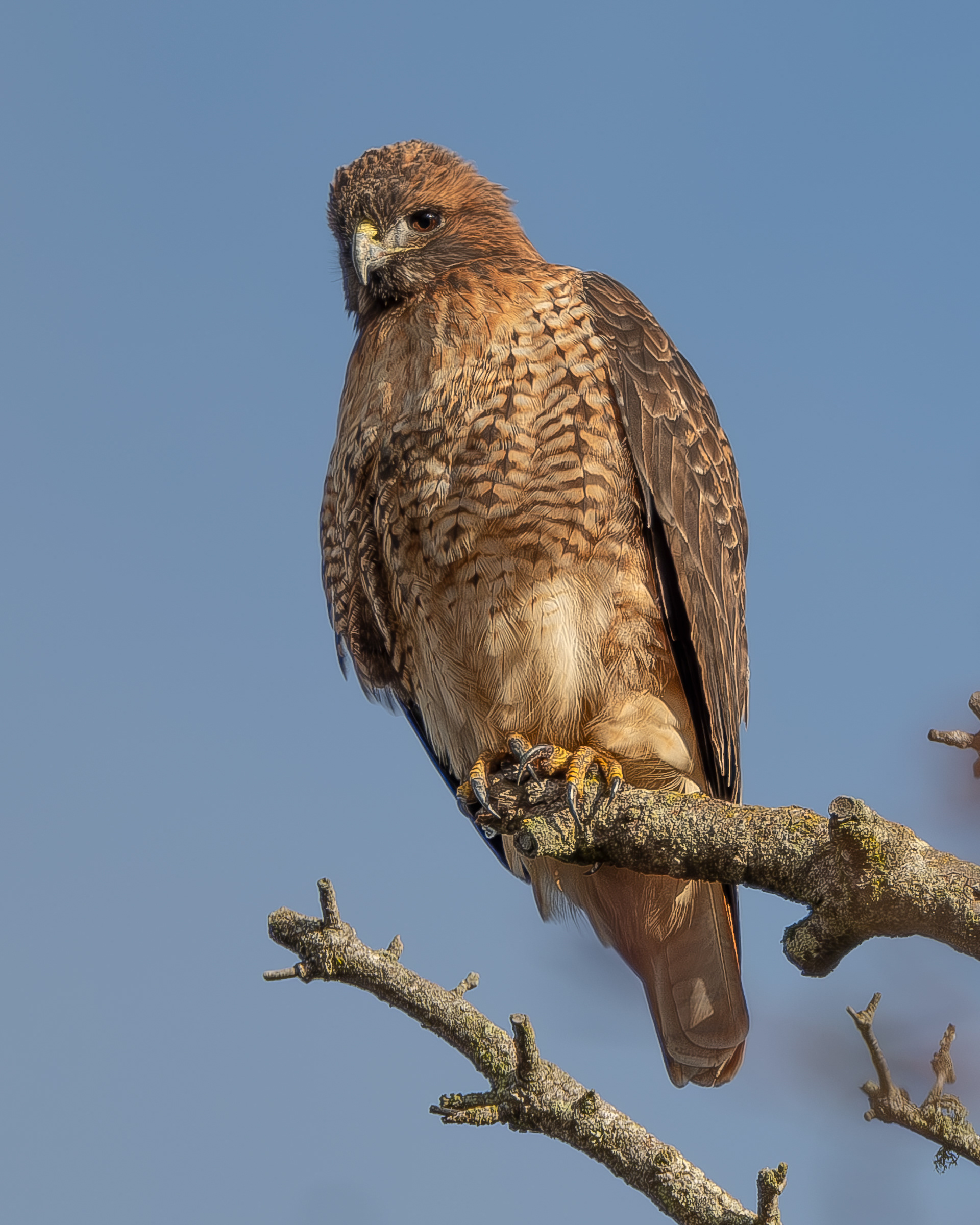 Red-tailed Hawk, Richardson