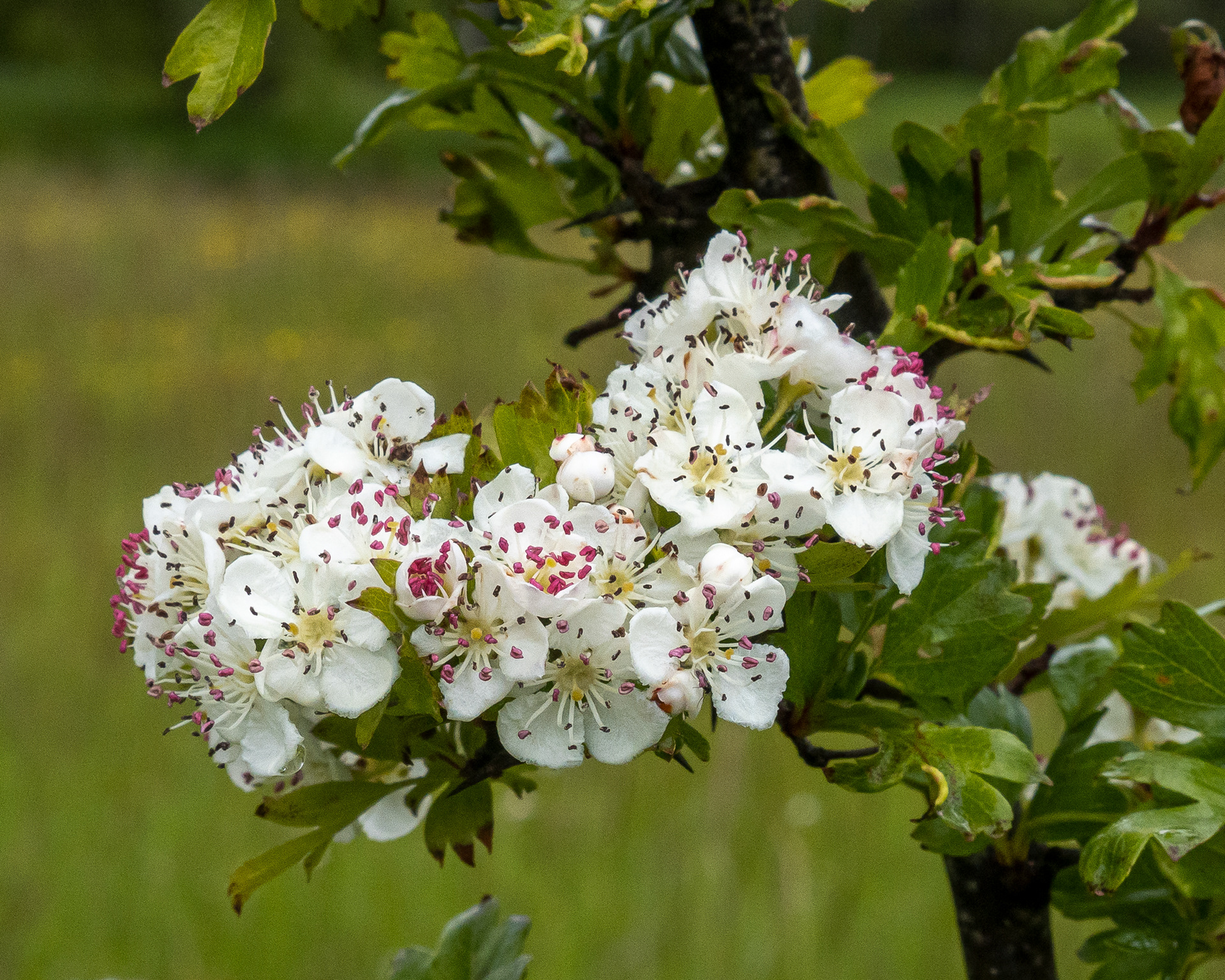 Common hawthorn (Crataegus monogyny), Kjargaard Road - Noxious Class C