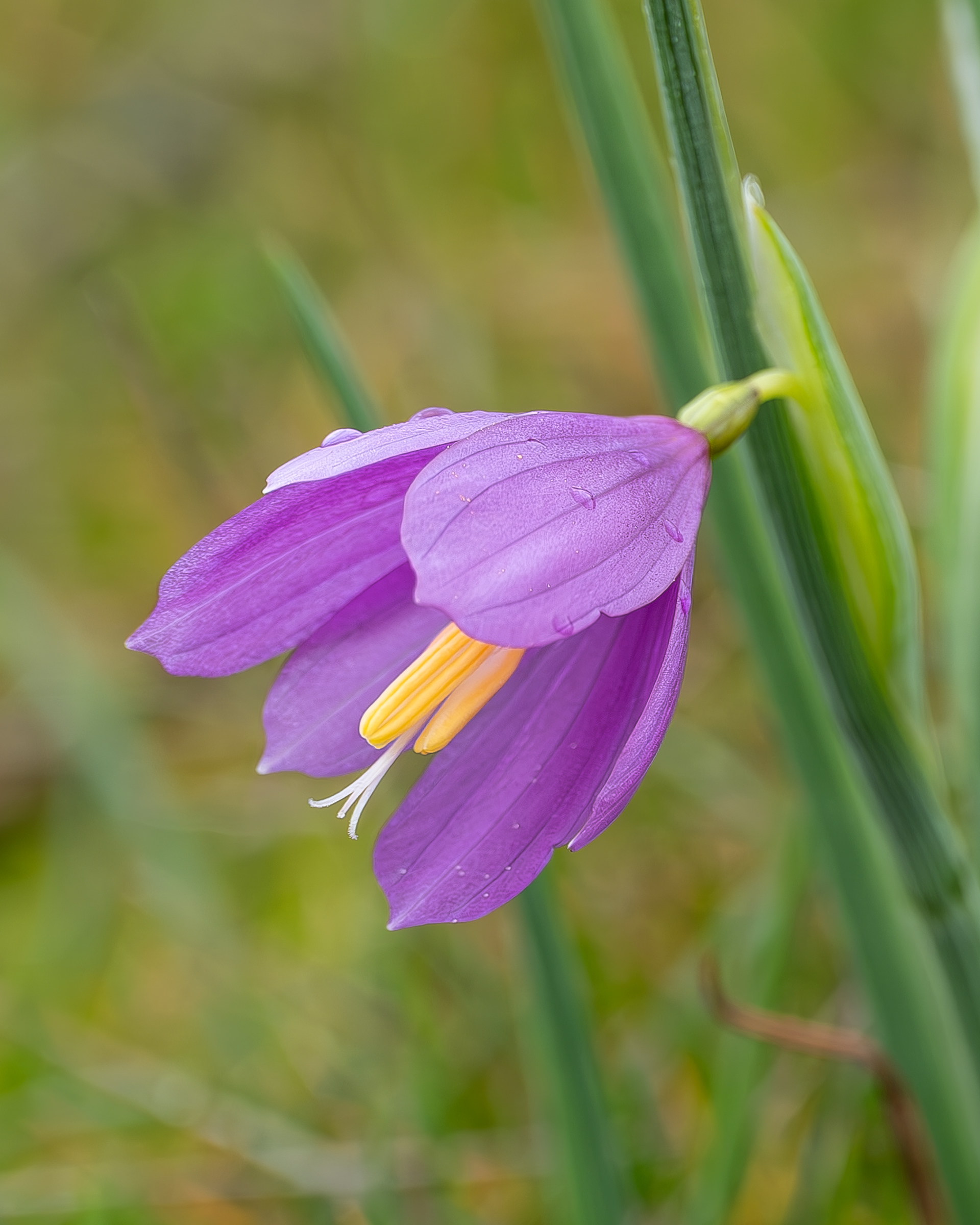 Satin flower (Olsynium douglasii), Iceberg Point