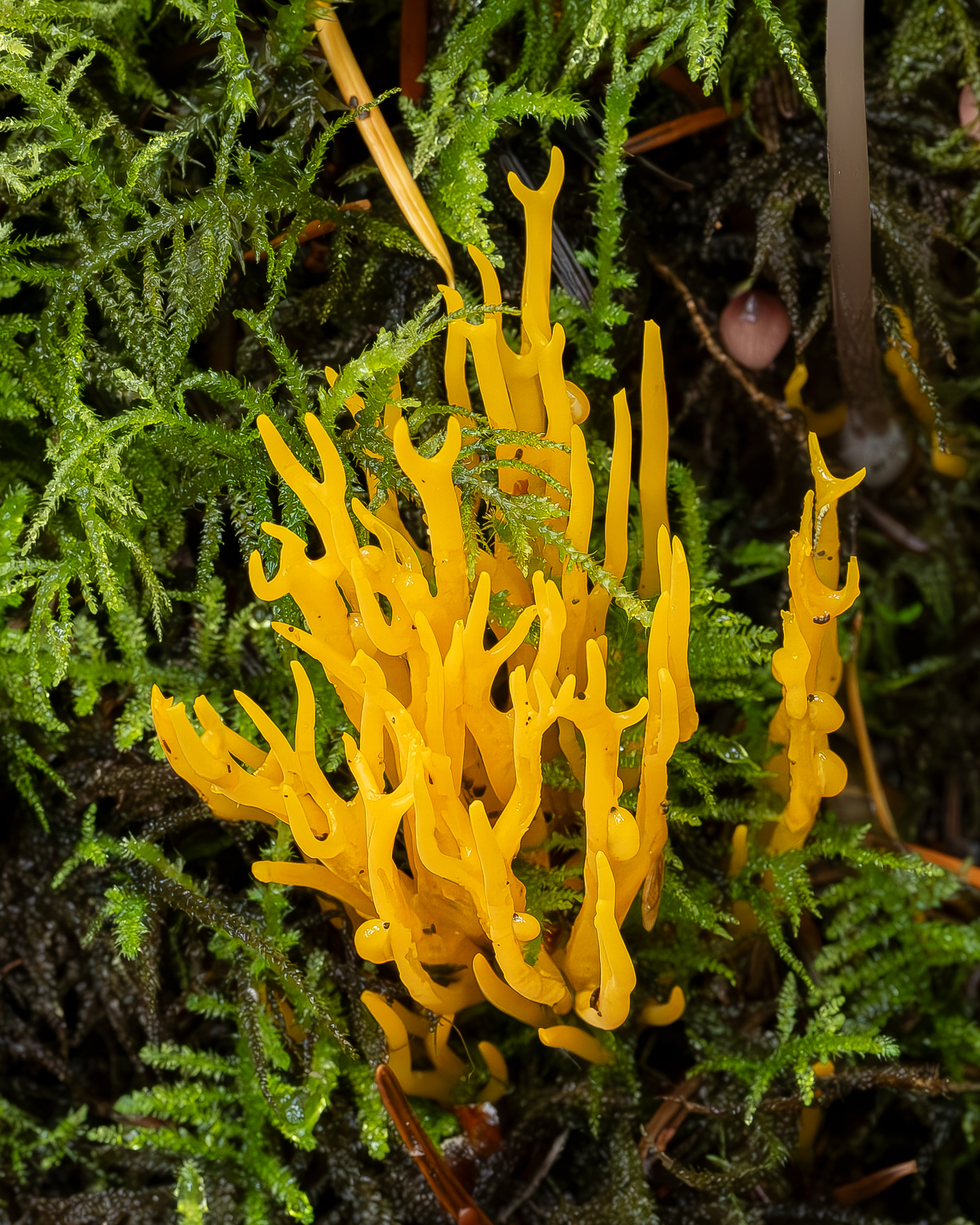 Yellow staghorn (Calorcera viscosa), Odlin Park