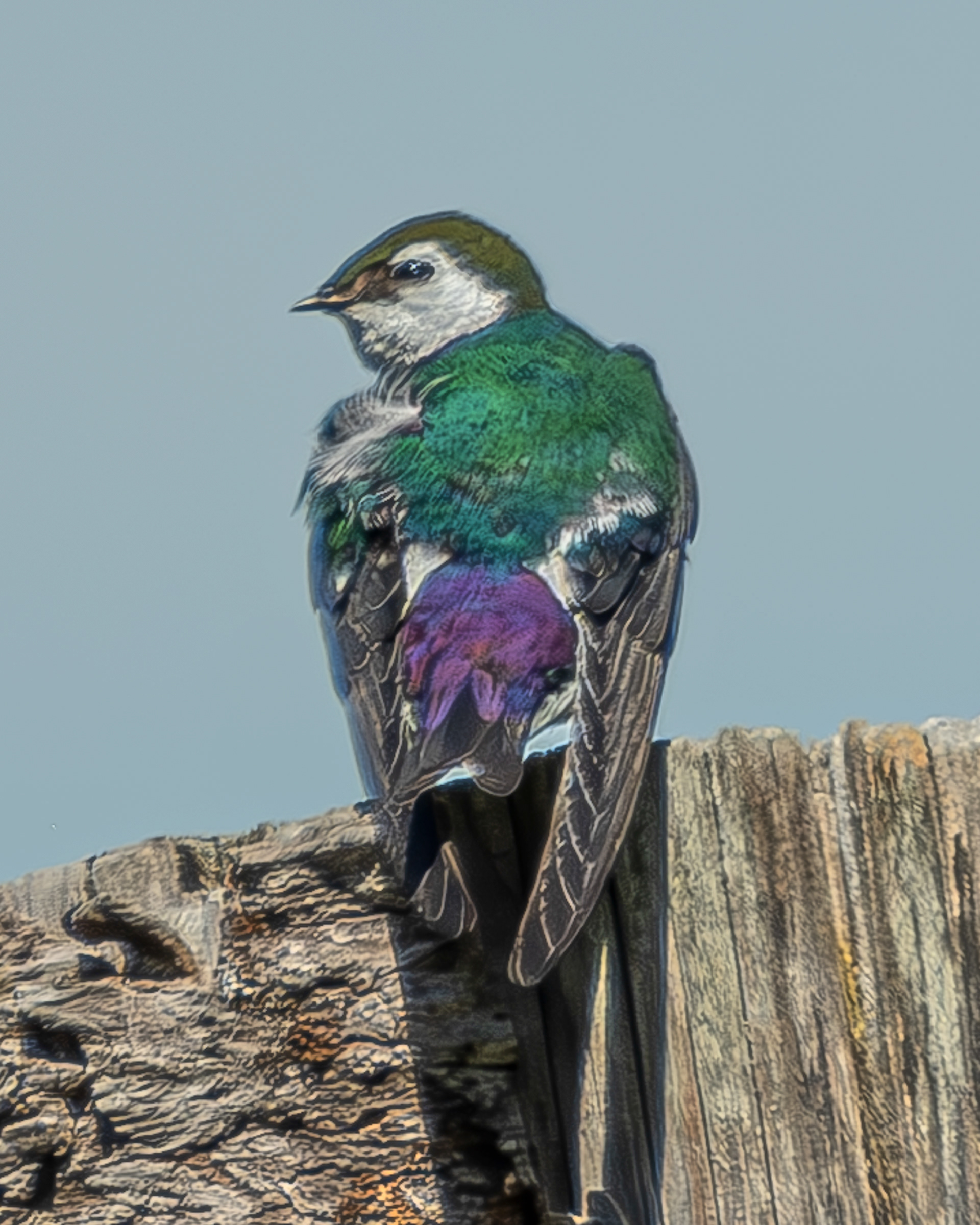 Violet-Green Swallow, Odlin Park