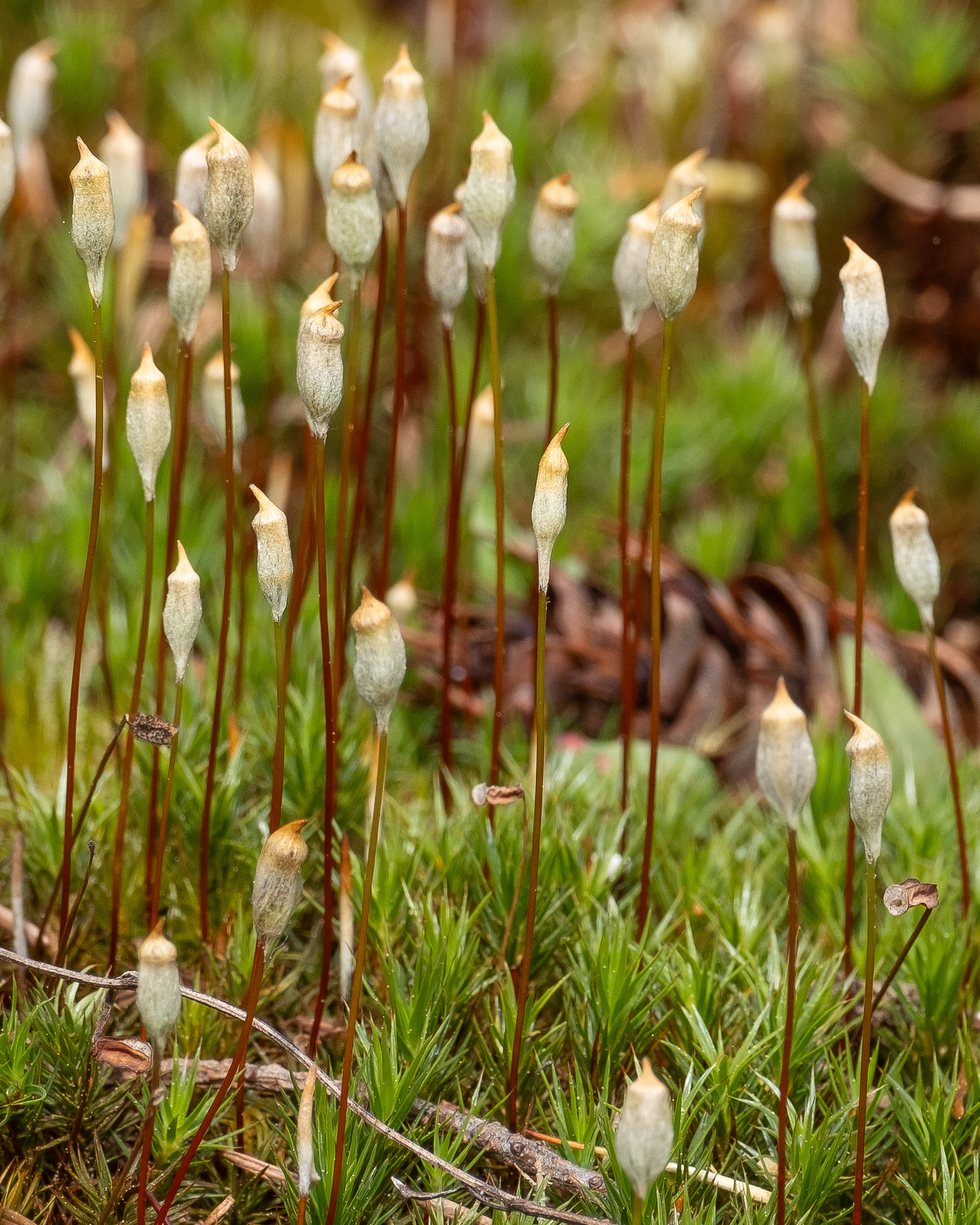 Juniper Haircap Moss (Polytrichum juniperinum), Point Colville