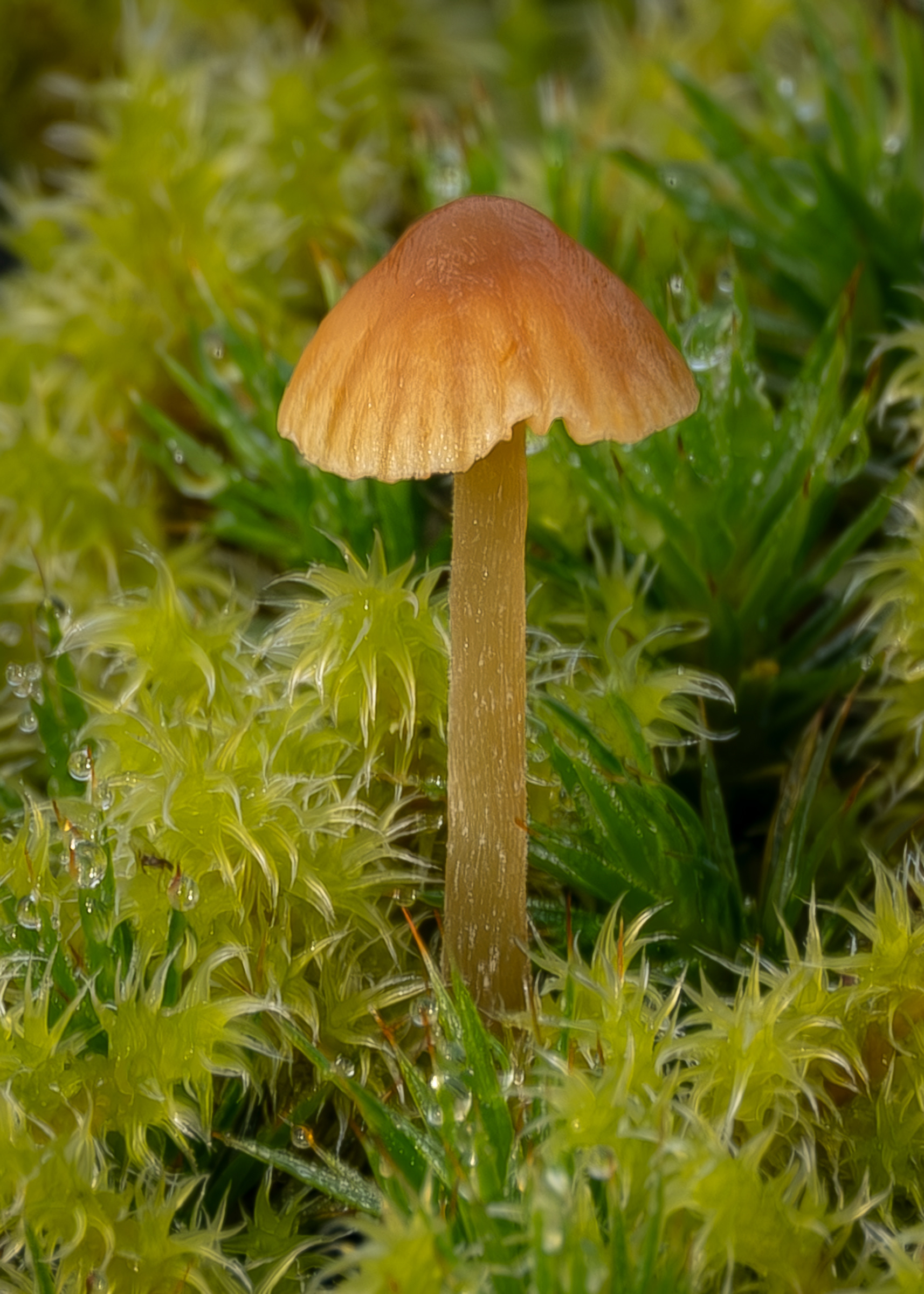 Moss bell (Galerina hypnorum), Kjargaard Road