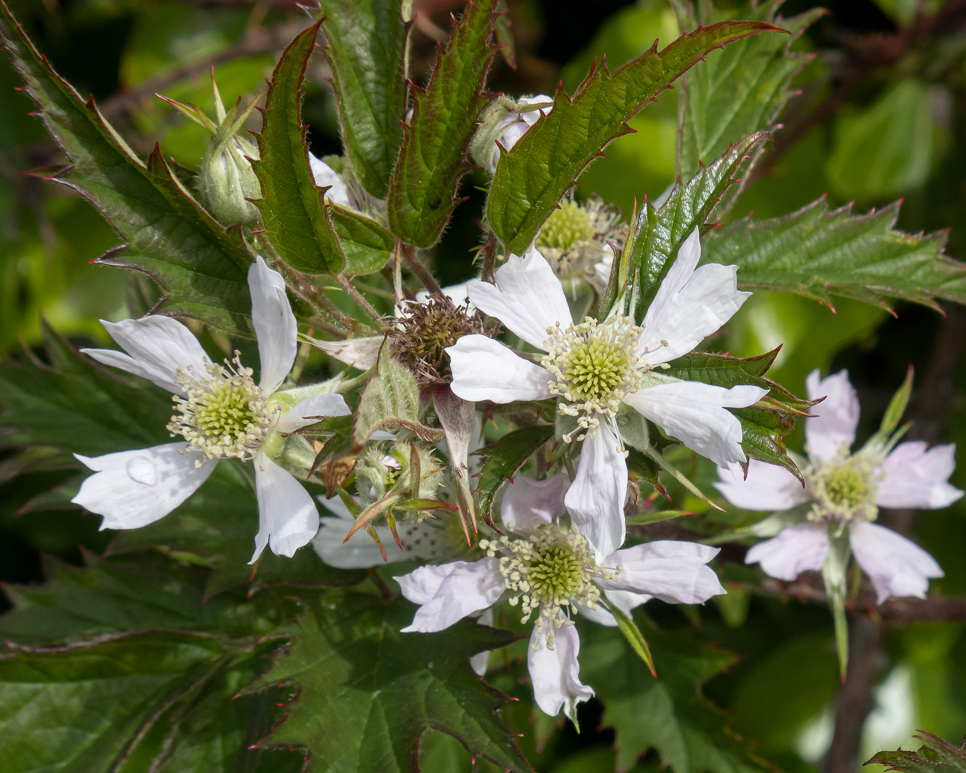 Cutleaf blackberry ( Rubus laciniatus), Richardson