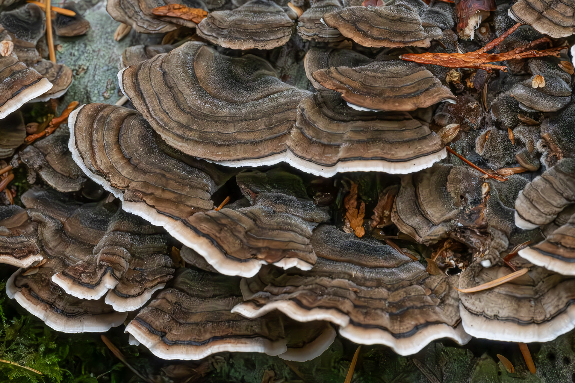 Turkey tail (Trametes versicolor), Hummel Lake Preserve