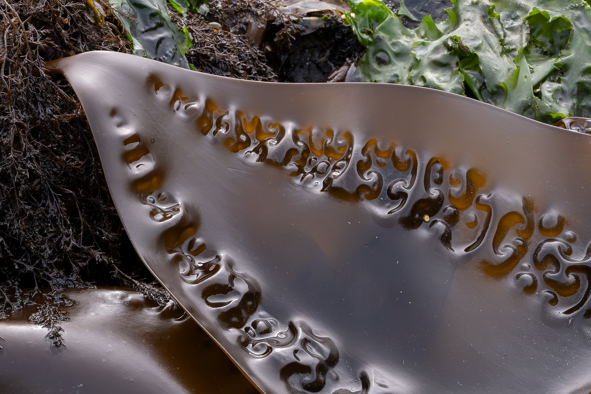 Sugar Kelp, Davis Head