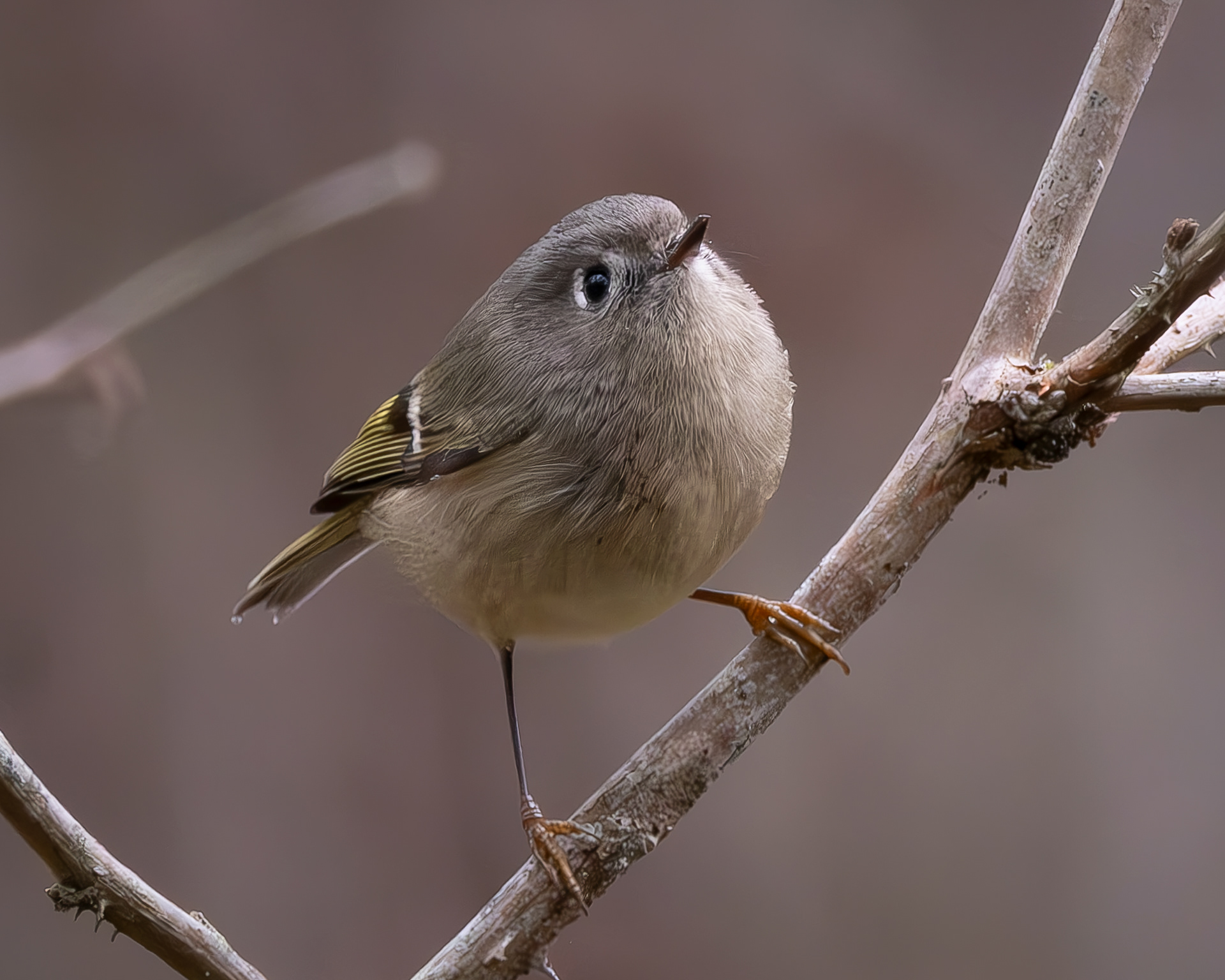 Ruby-crowned Kinglet, Shark Reef