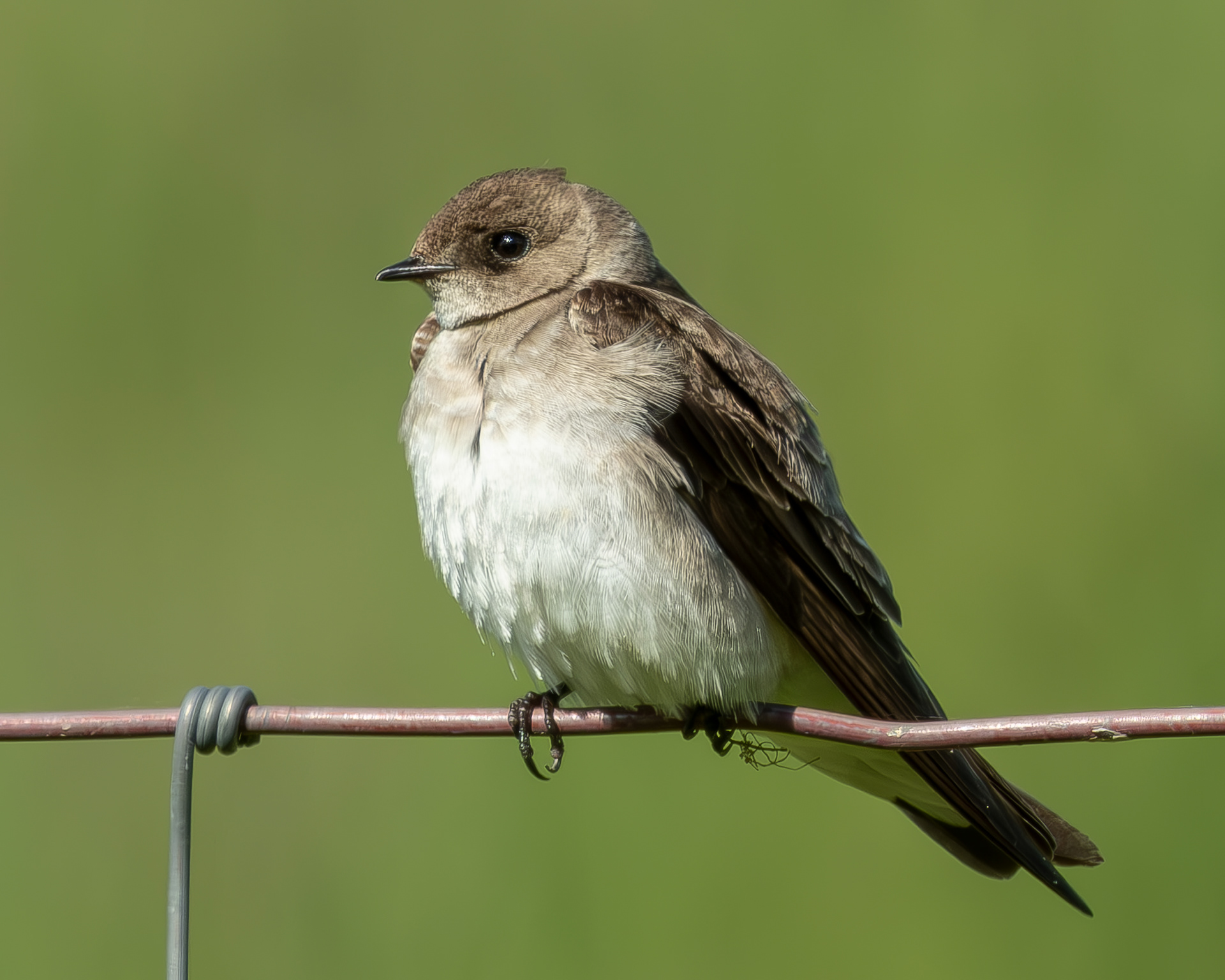 Rough-winged Swallow, Richardson Marsh