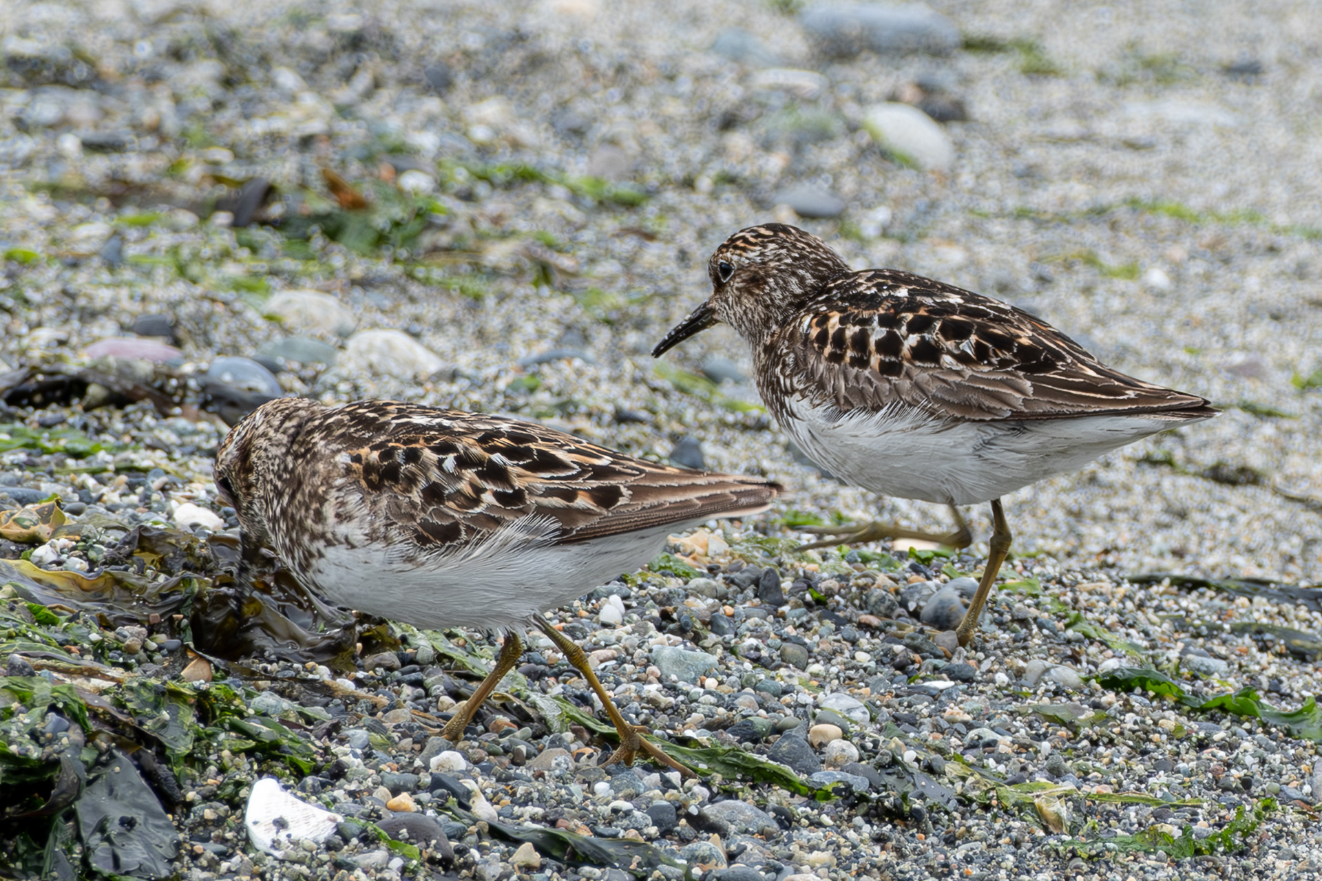 Least Sandpipers, Fisherman Bay Spit