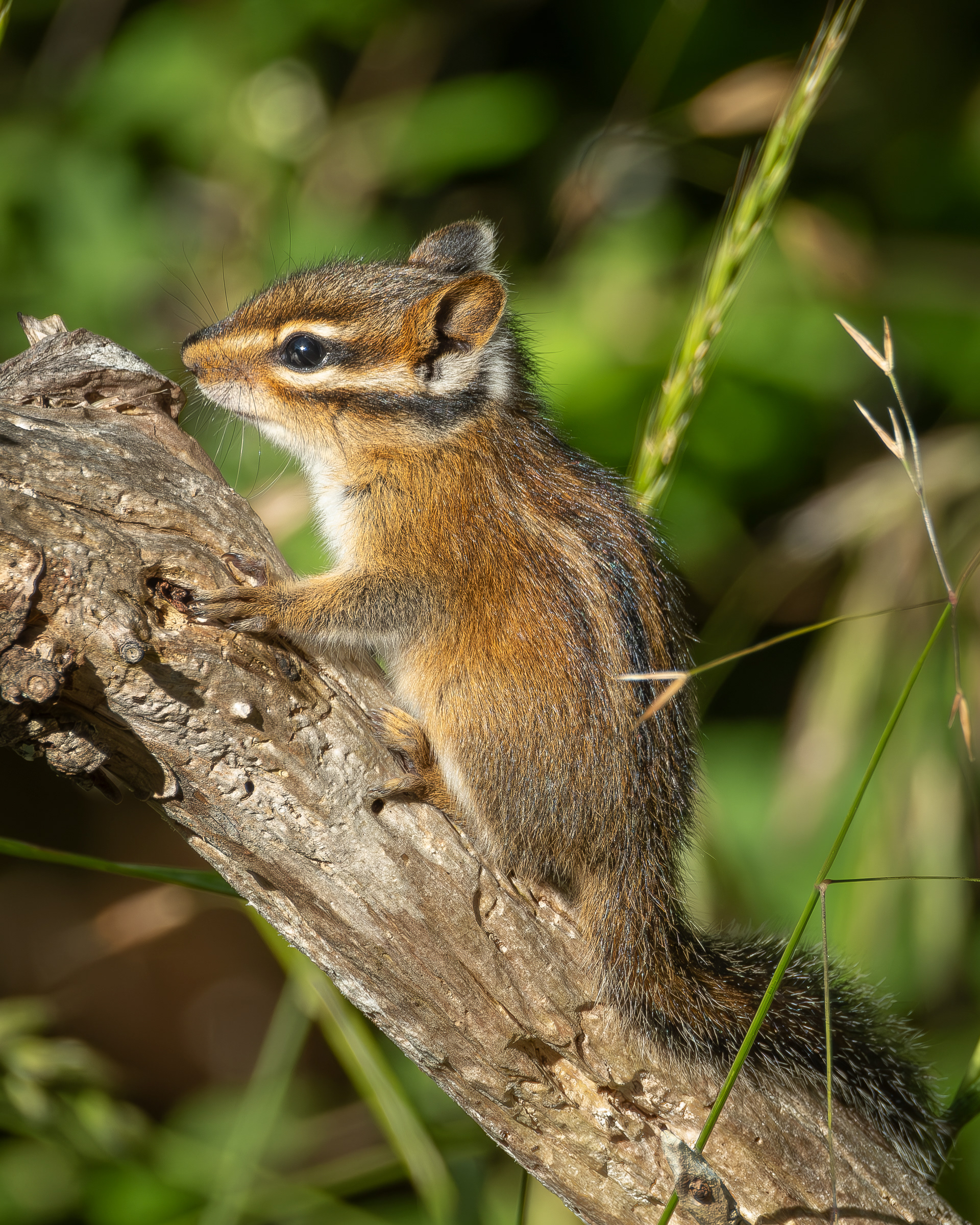 Townsend's Chipmunk, Richardson Marsh