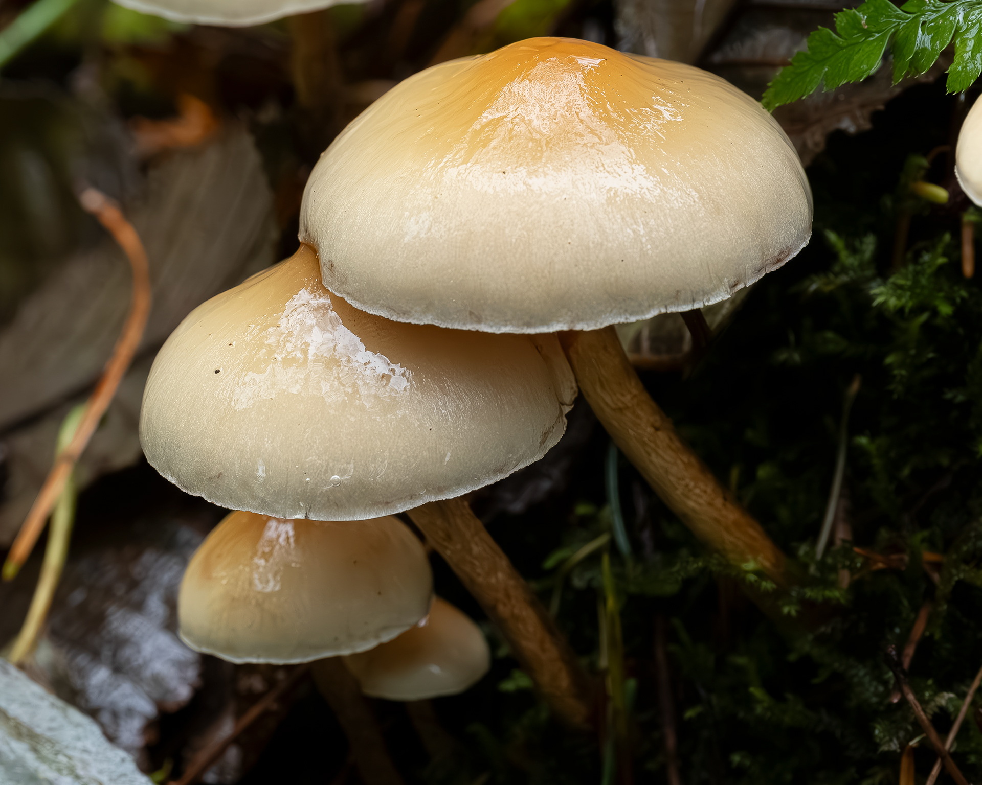 Conifer tuft (Hypholoma capnoides), Channel Preserve