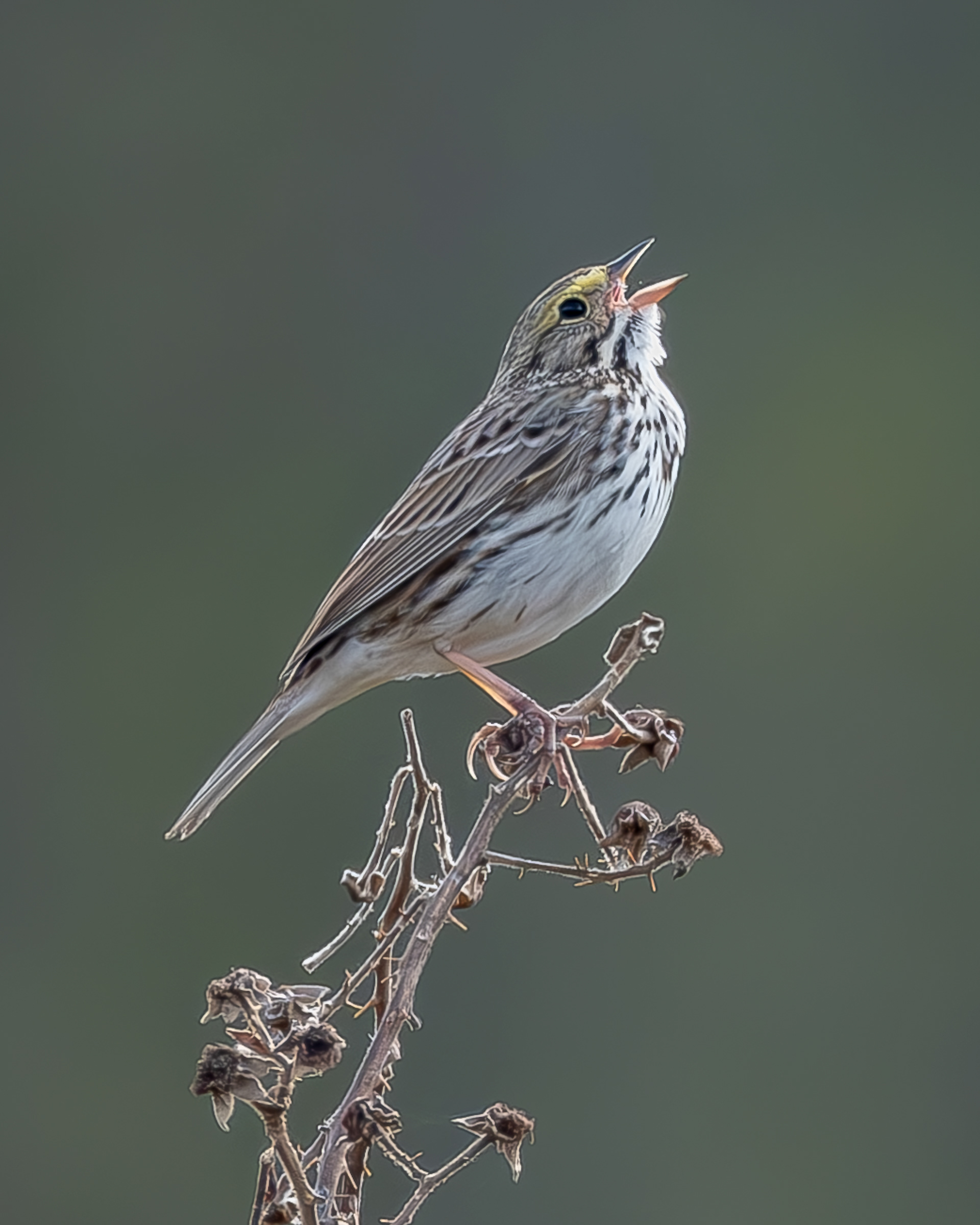 Savannah Sparrow, Richardson