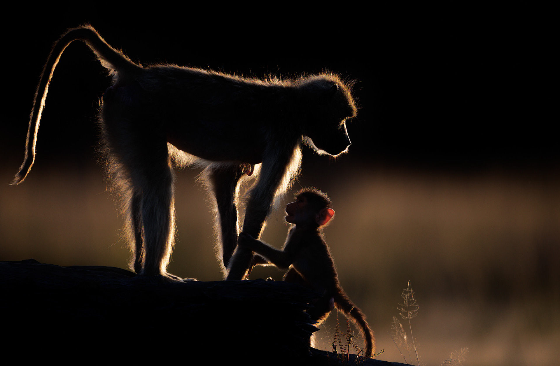 Projected Image of the Year 2023, Boston Camera Club