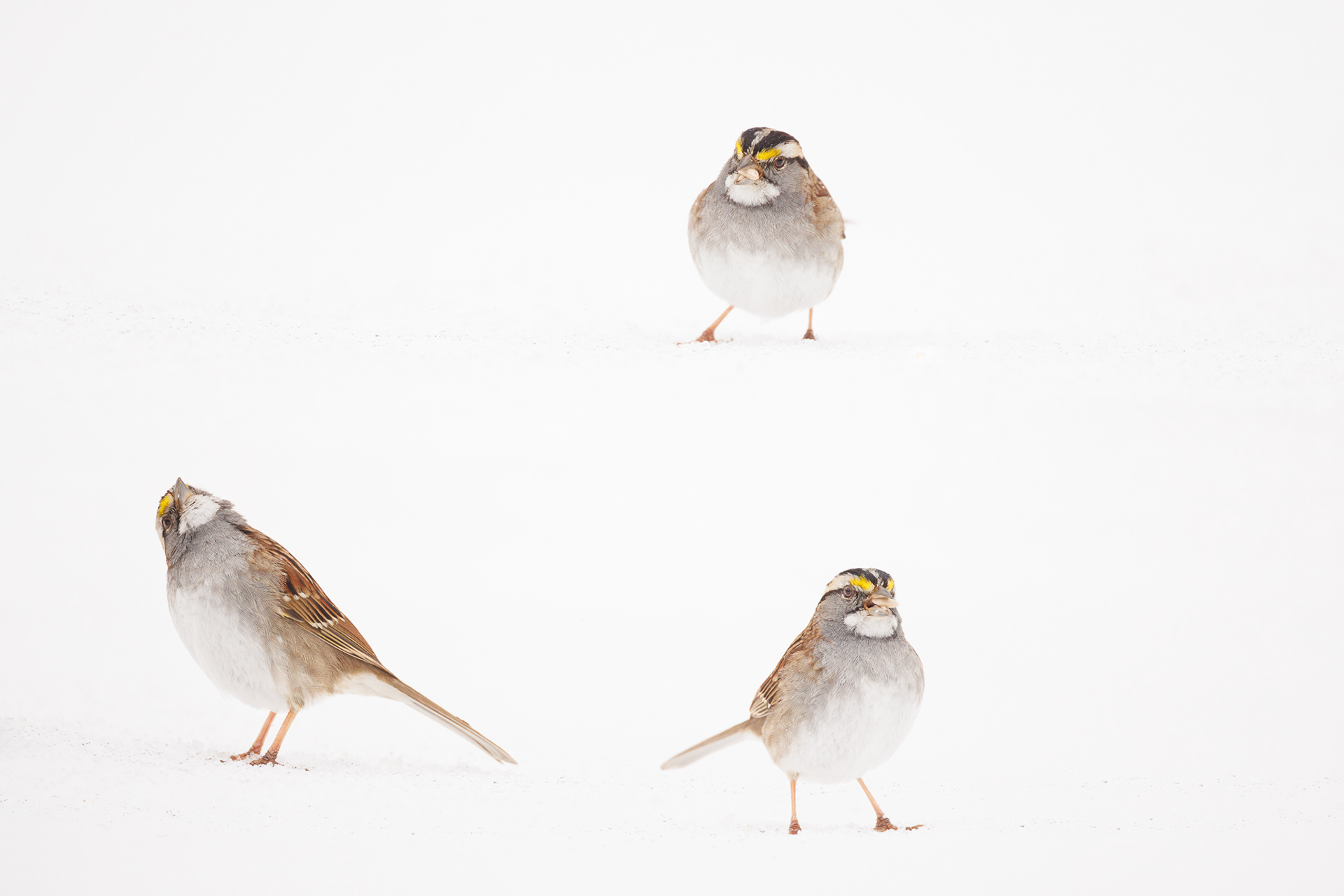 Audubon Photography Awards Top 100, 2025