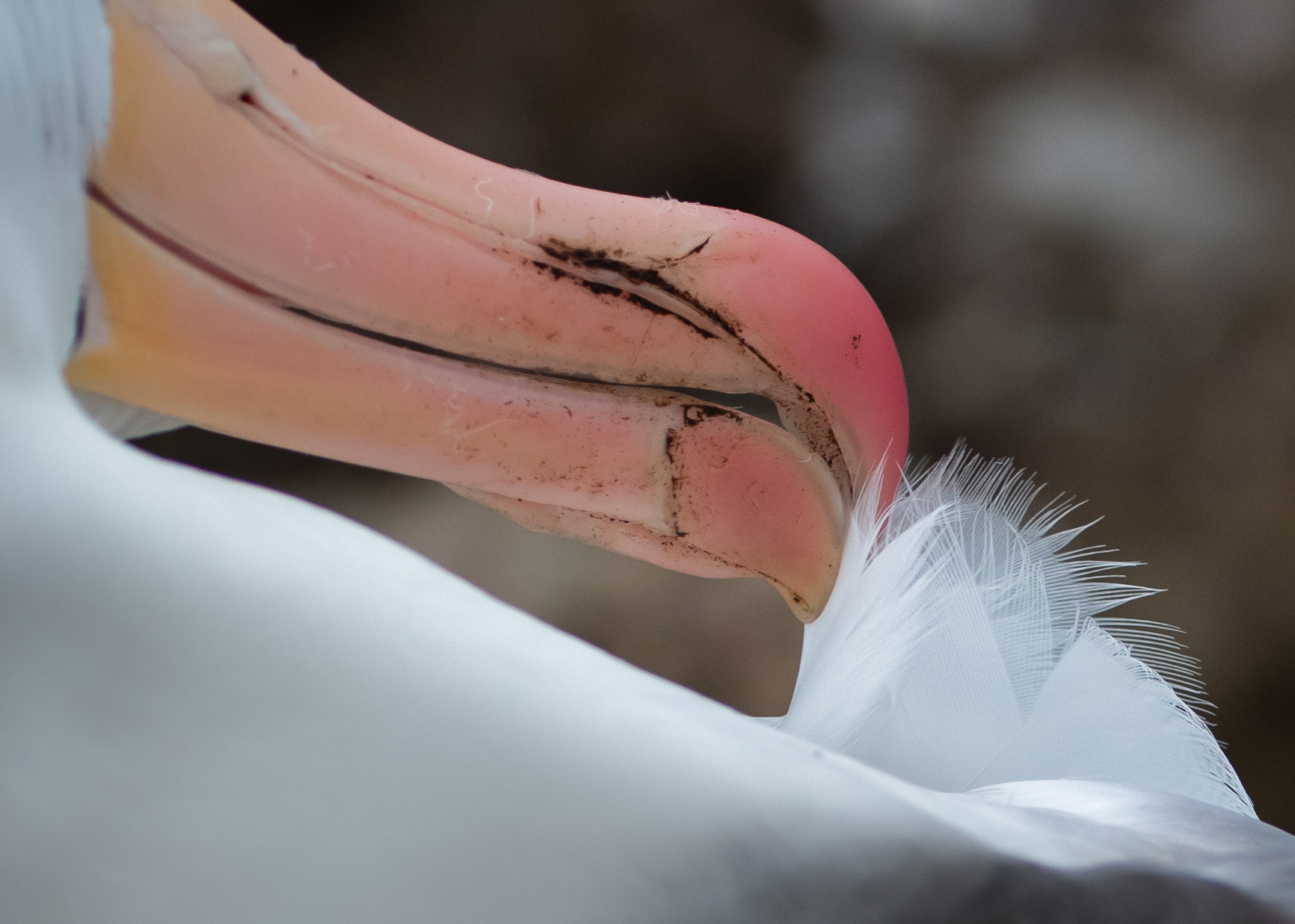 Audubon Photography Awards Top 100, 2021