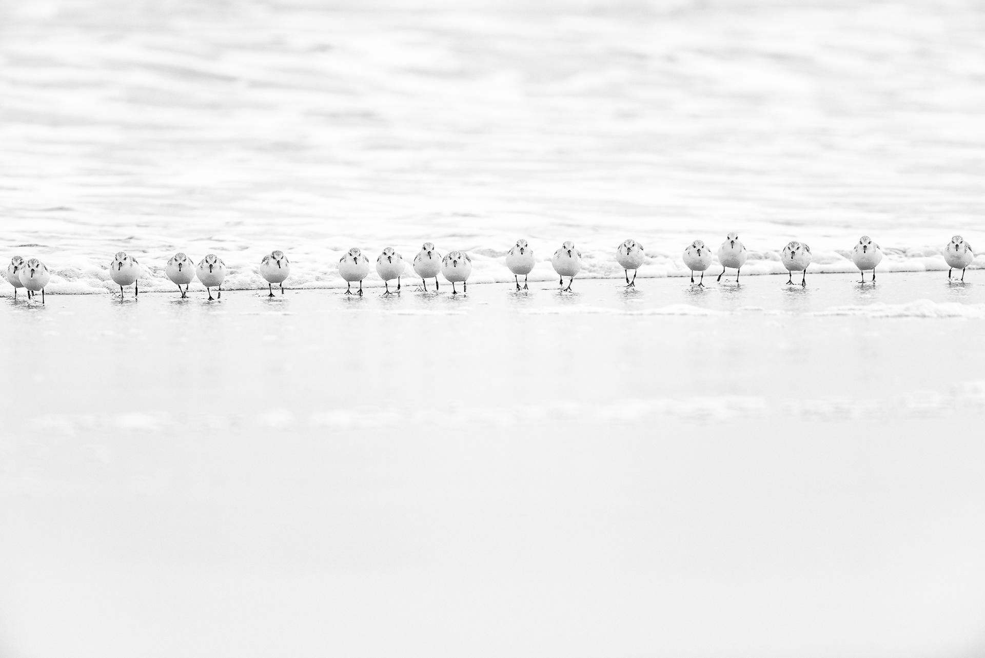 Audubon Photography Awards Top 100, 2021