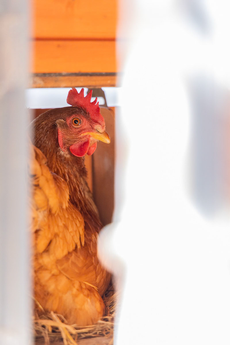 portrait de poule