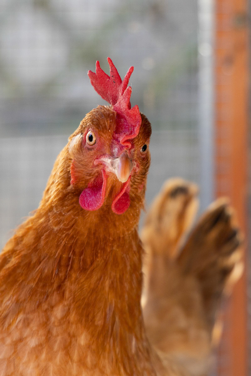 portrait de poule