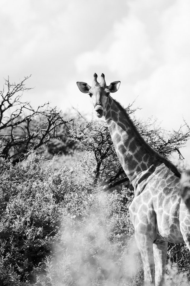 namibie