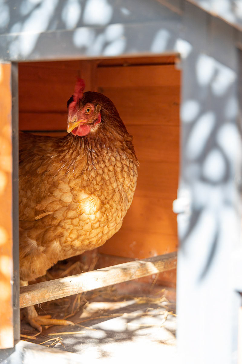 portrait de poule