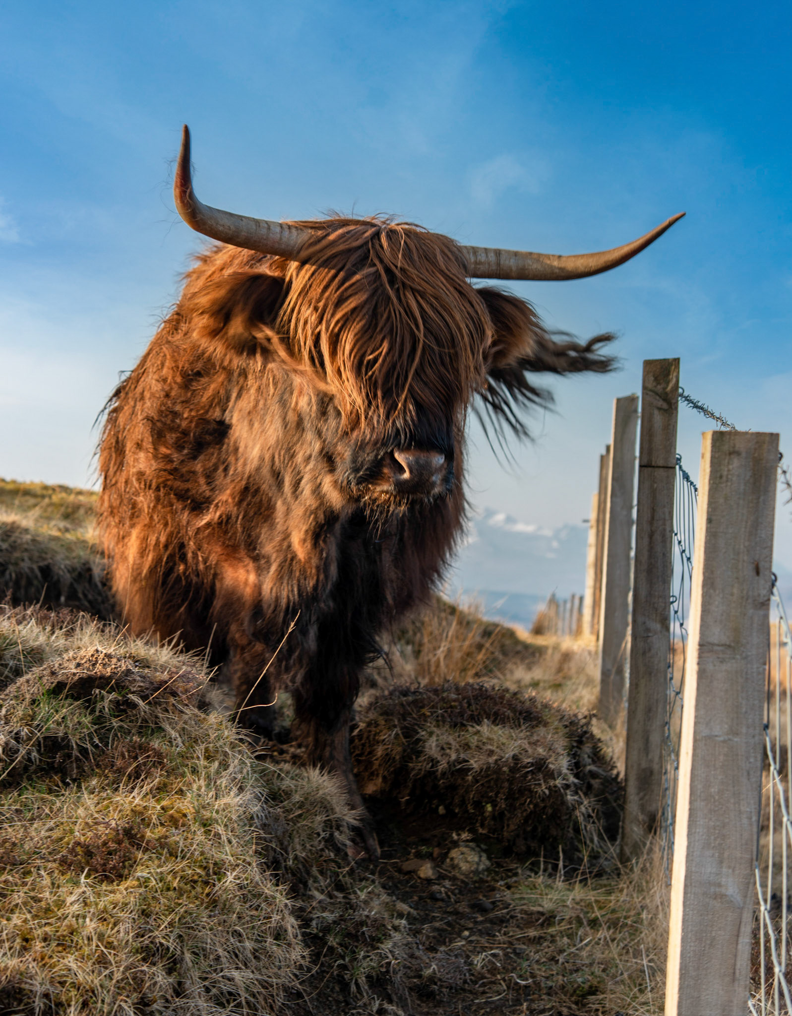 Hielan Coo | Isle of Skye