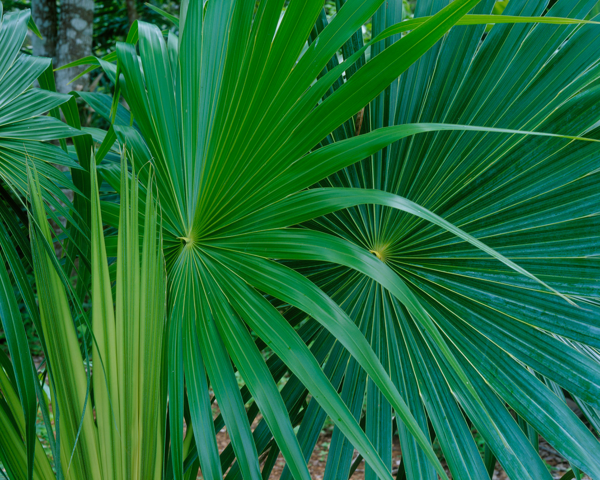 Twin Palms, Belize, 2005