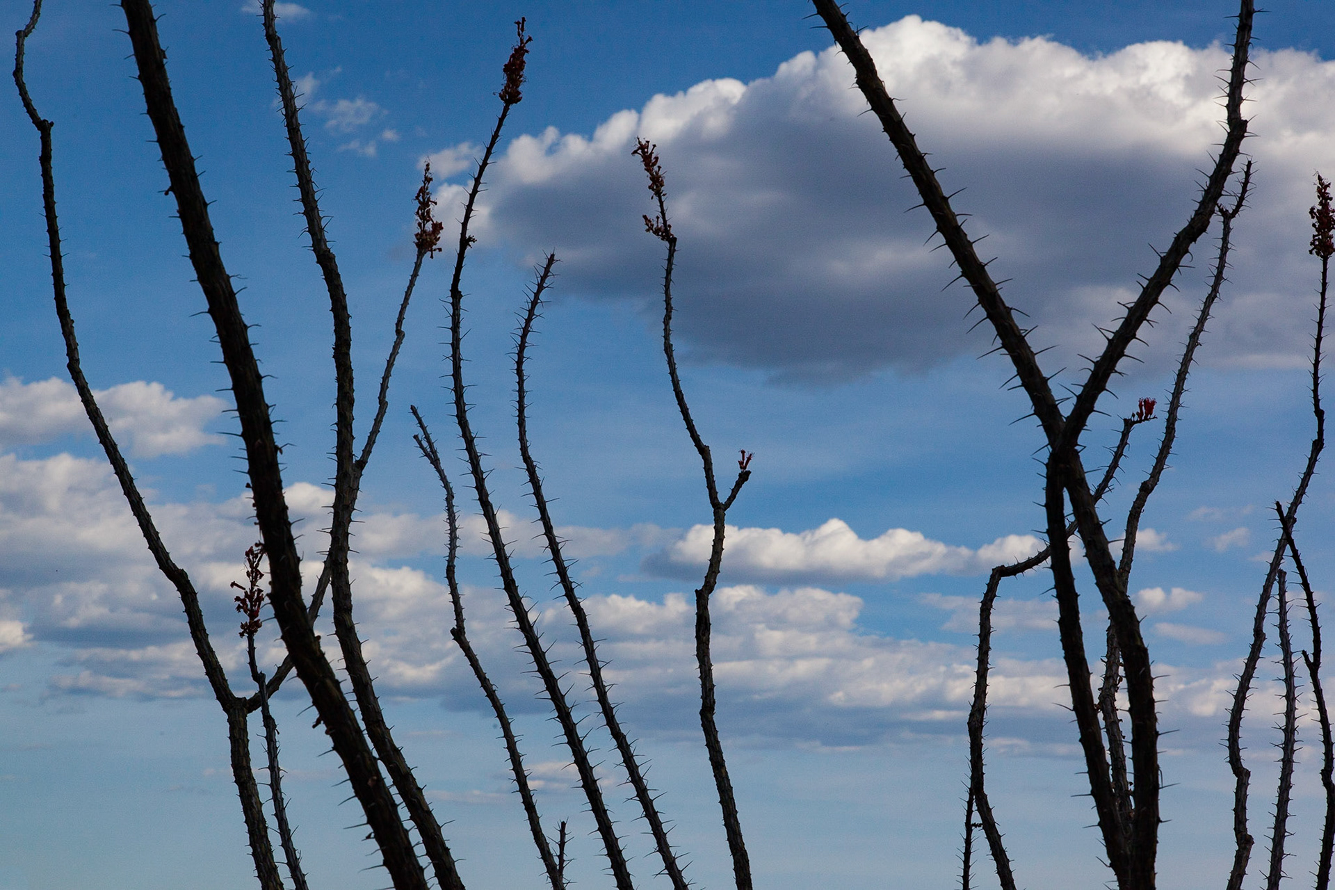 Ocotillo, Sedona, 2015