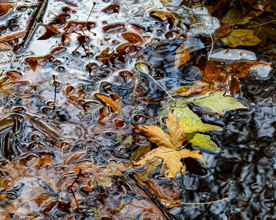 Meniscus Riot, Gazos, 2022