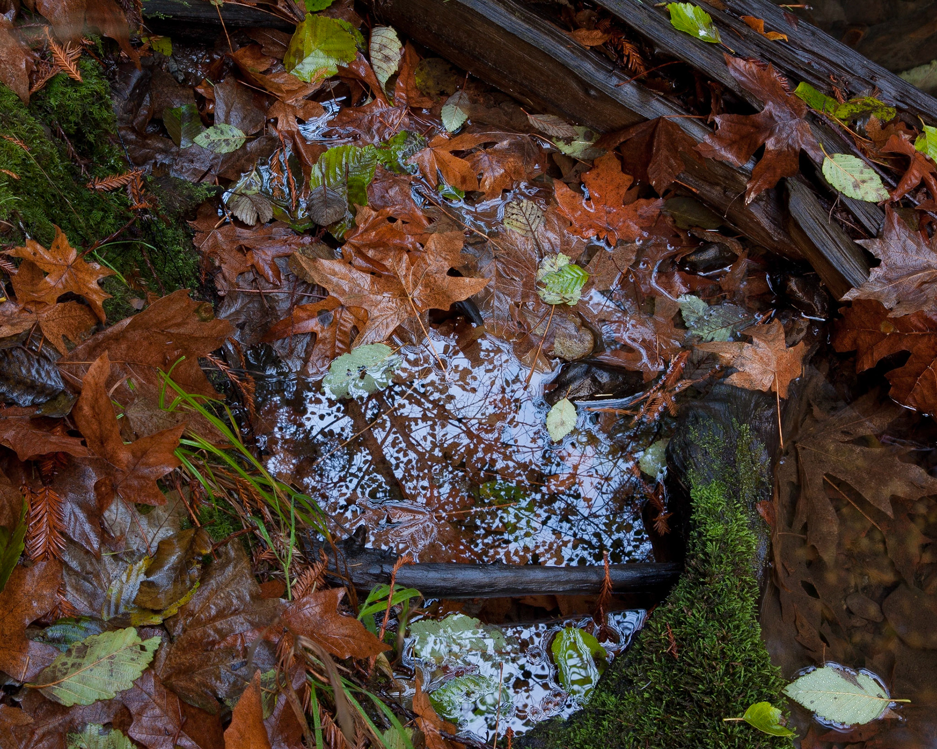 Mysterious Pool, Gazos, 2009