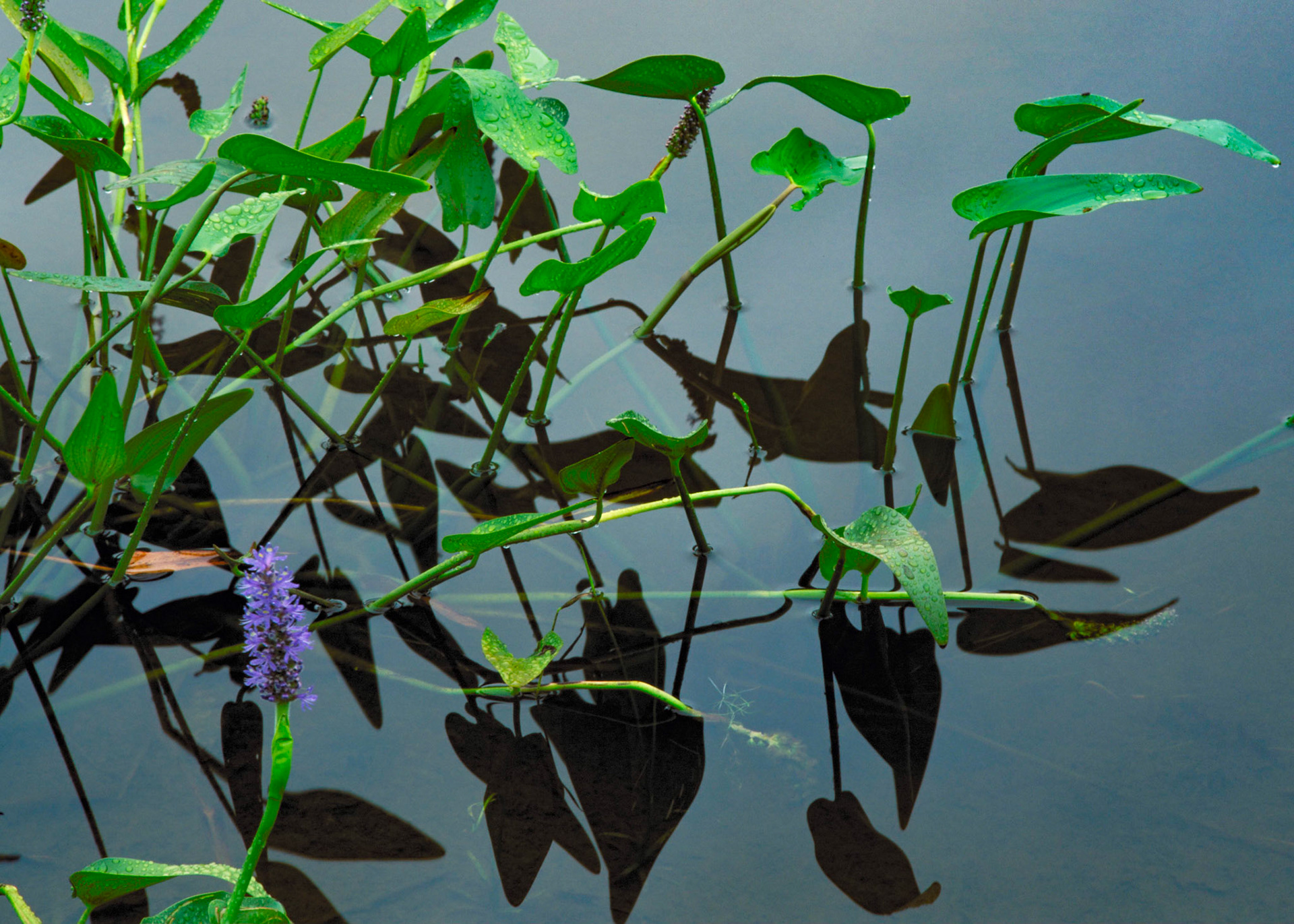 Pickerelweed, Acadia, 2001