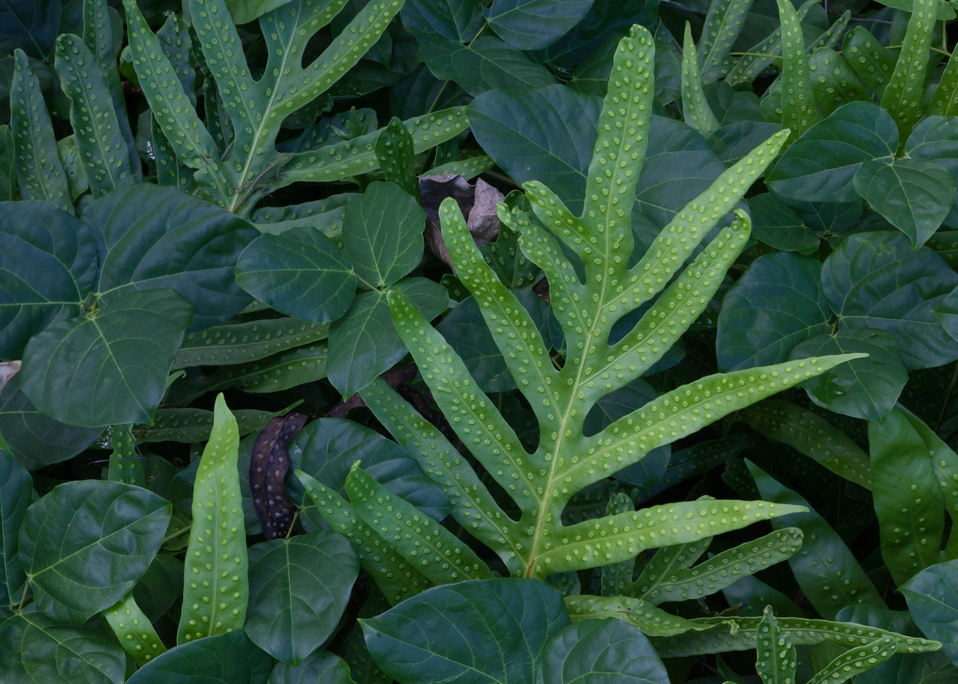 Fern Verdure, Hana, 2010