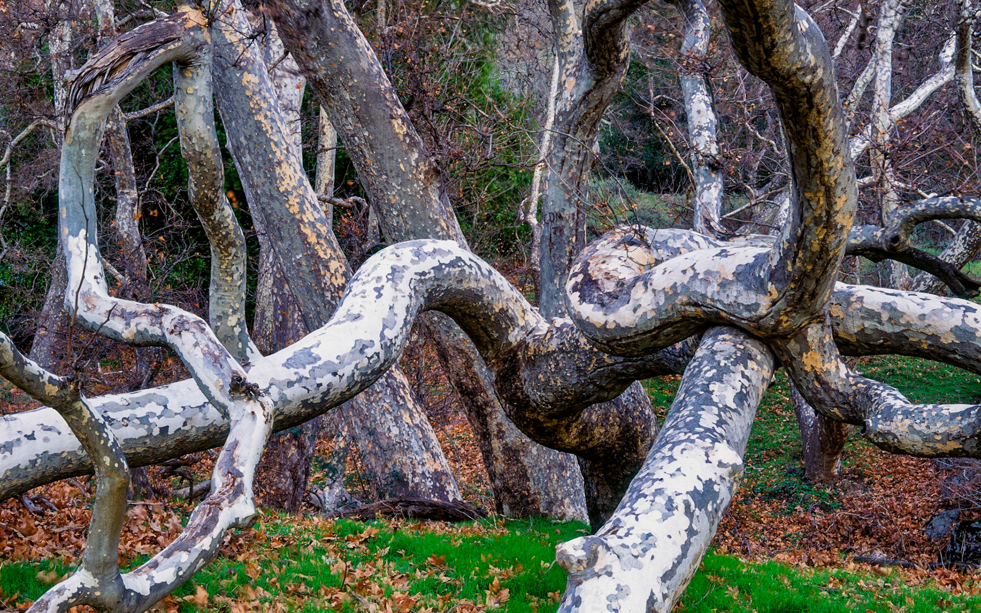 Sycamore Trunks, Sunol, 2004