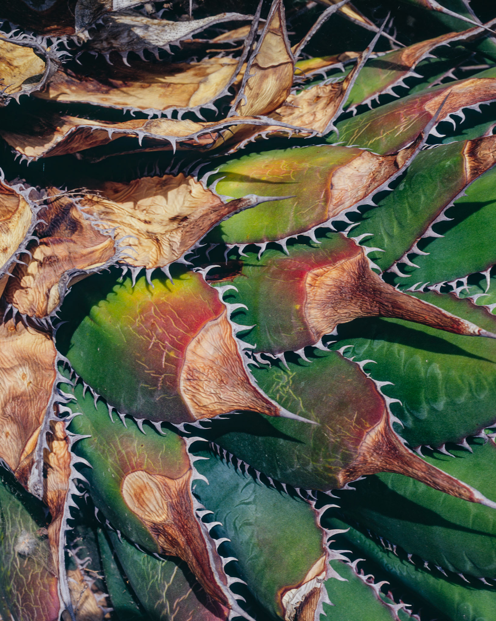 Agave Detail, Rancho Santa Ana, 2008