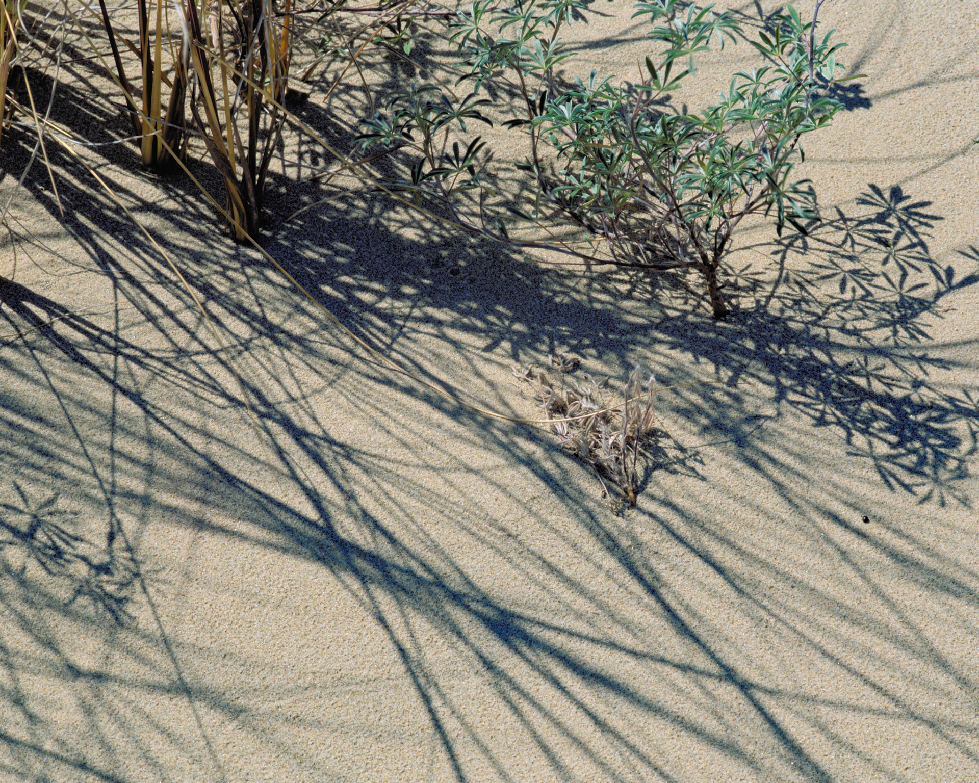Shadow Play, Oregon Dunes, 2001