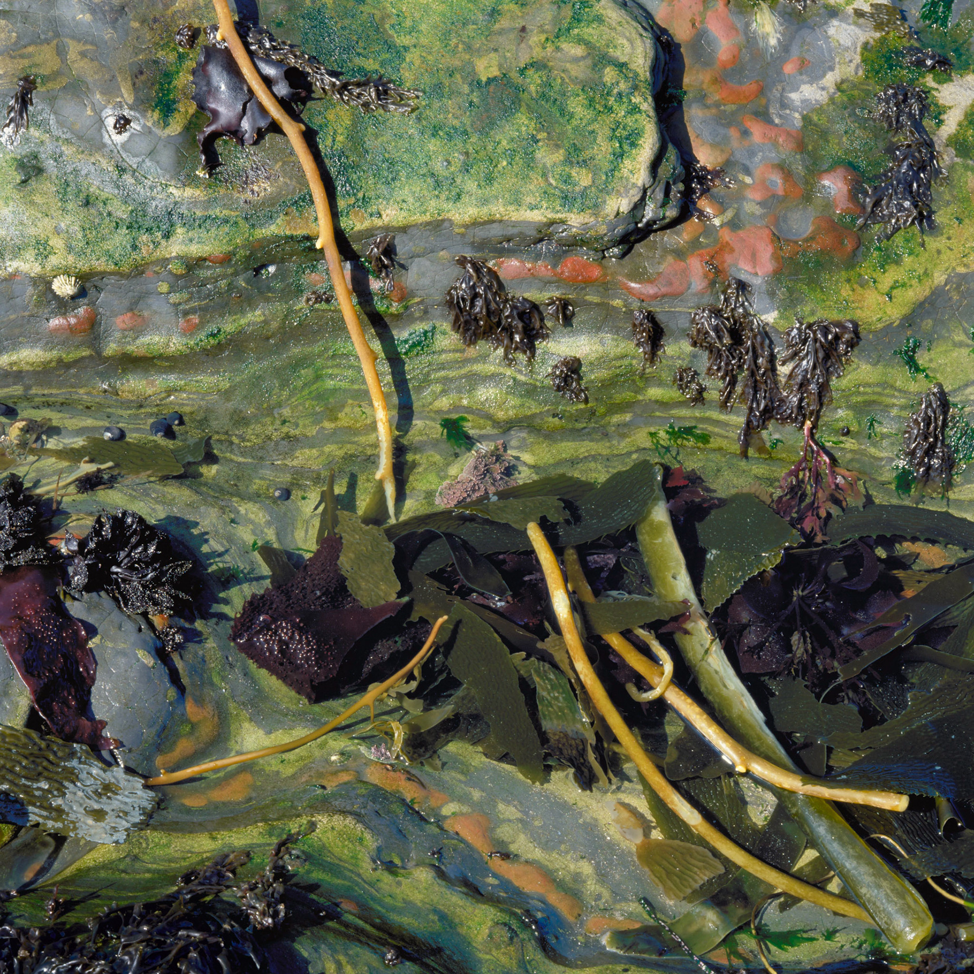 Tao Way, Point Lobos, 2001