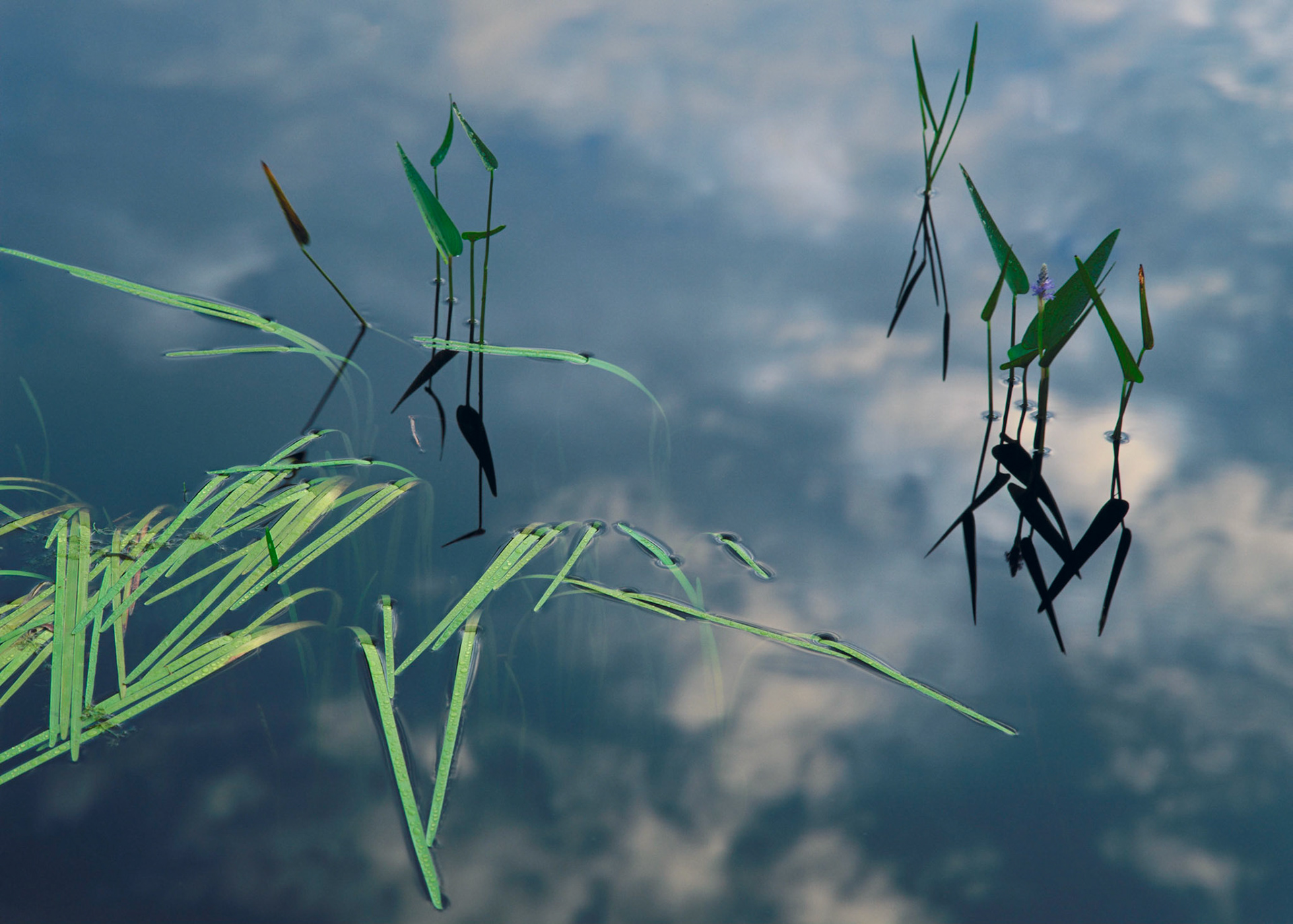 Sky and Reeds, Acadia, 2001