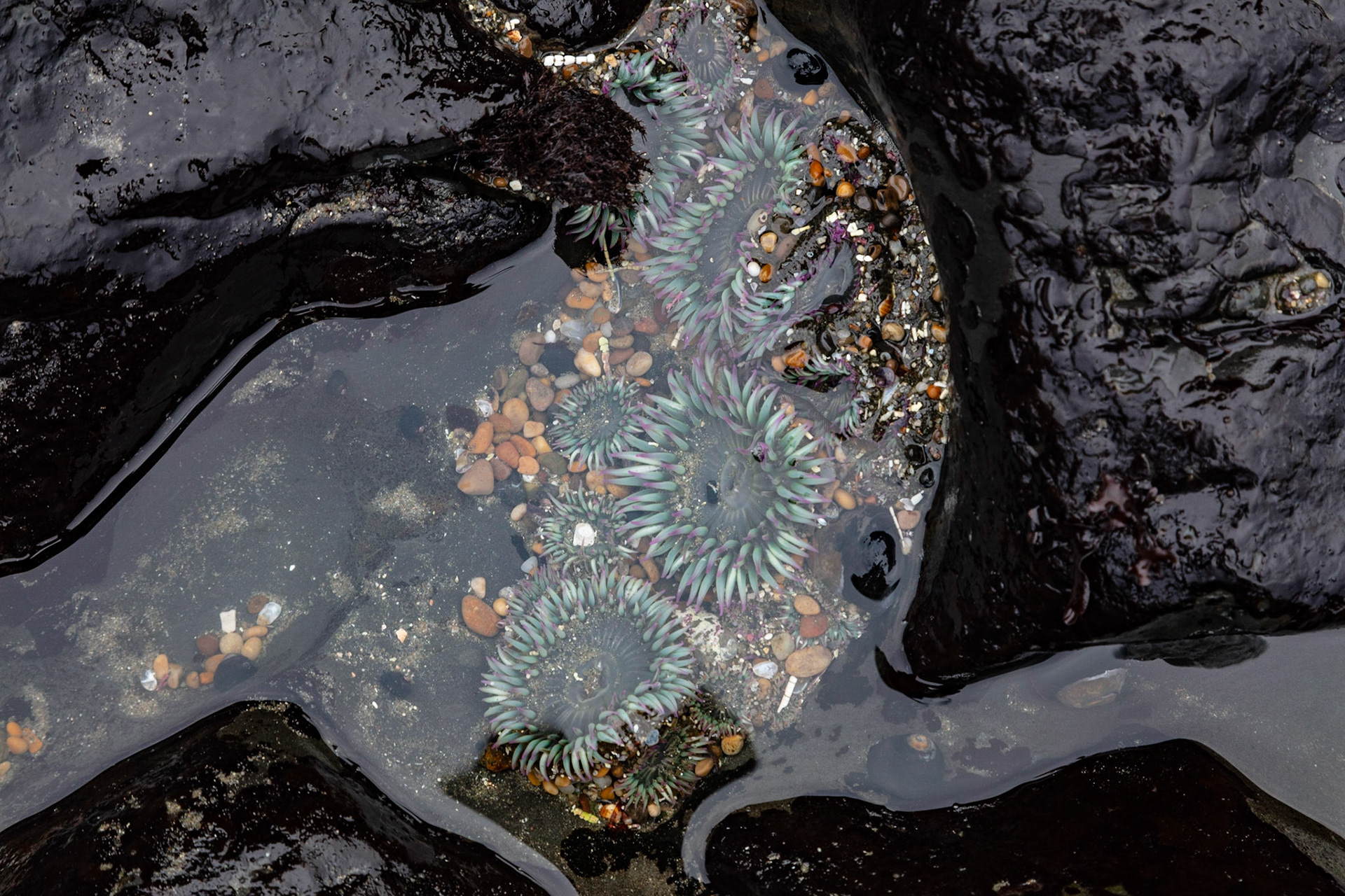 Avian Pool, Pebble Beach, 2022