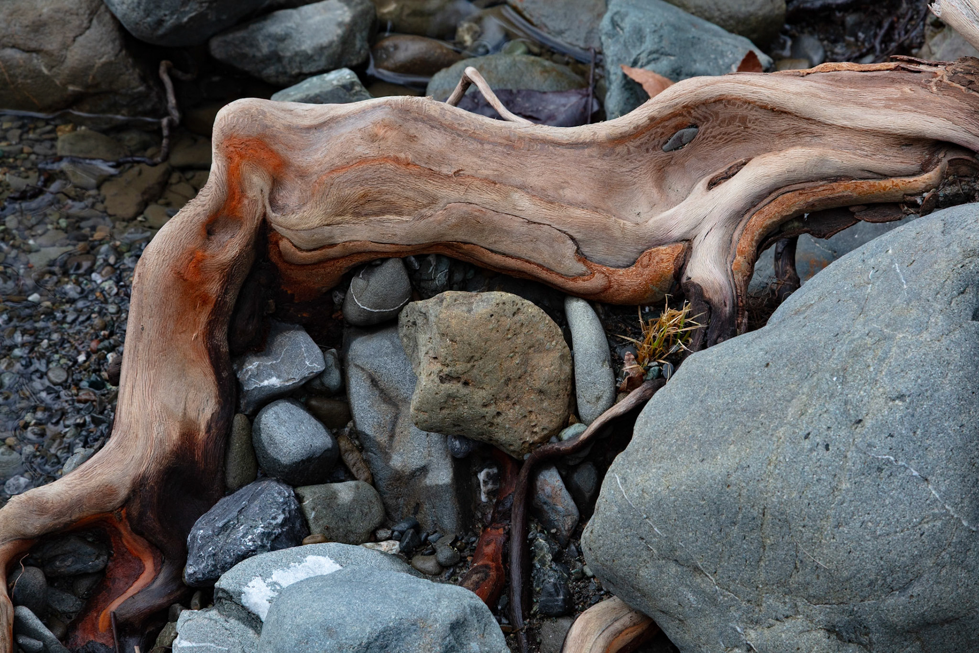 Gnarled Root, Sunol, 2024